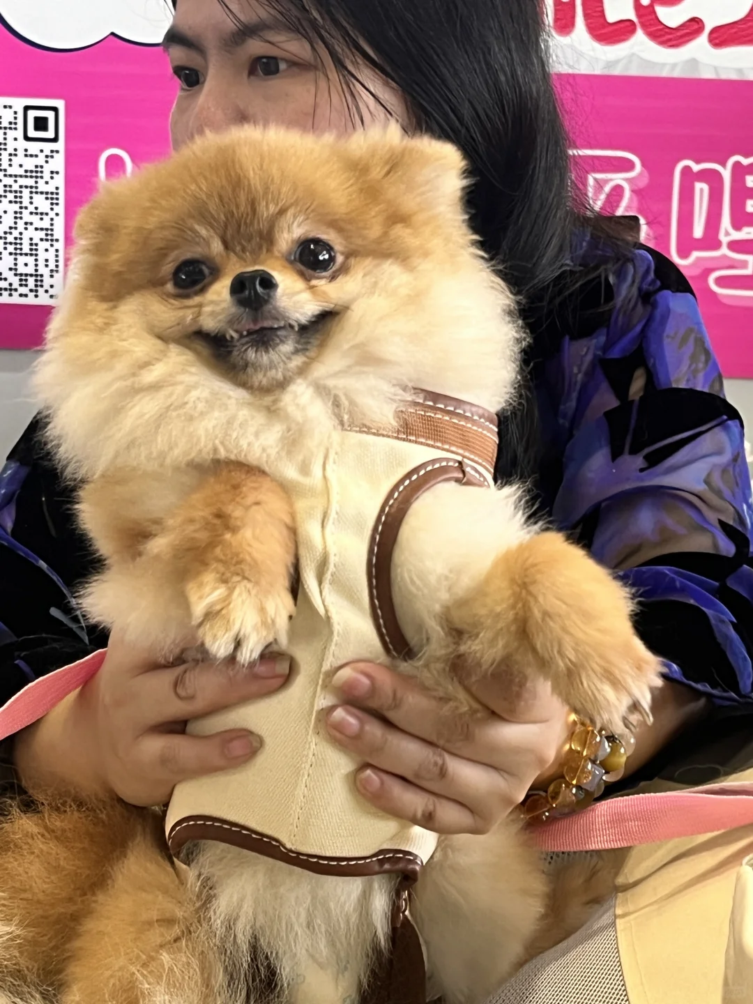 西安宠物博览会好有意思！