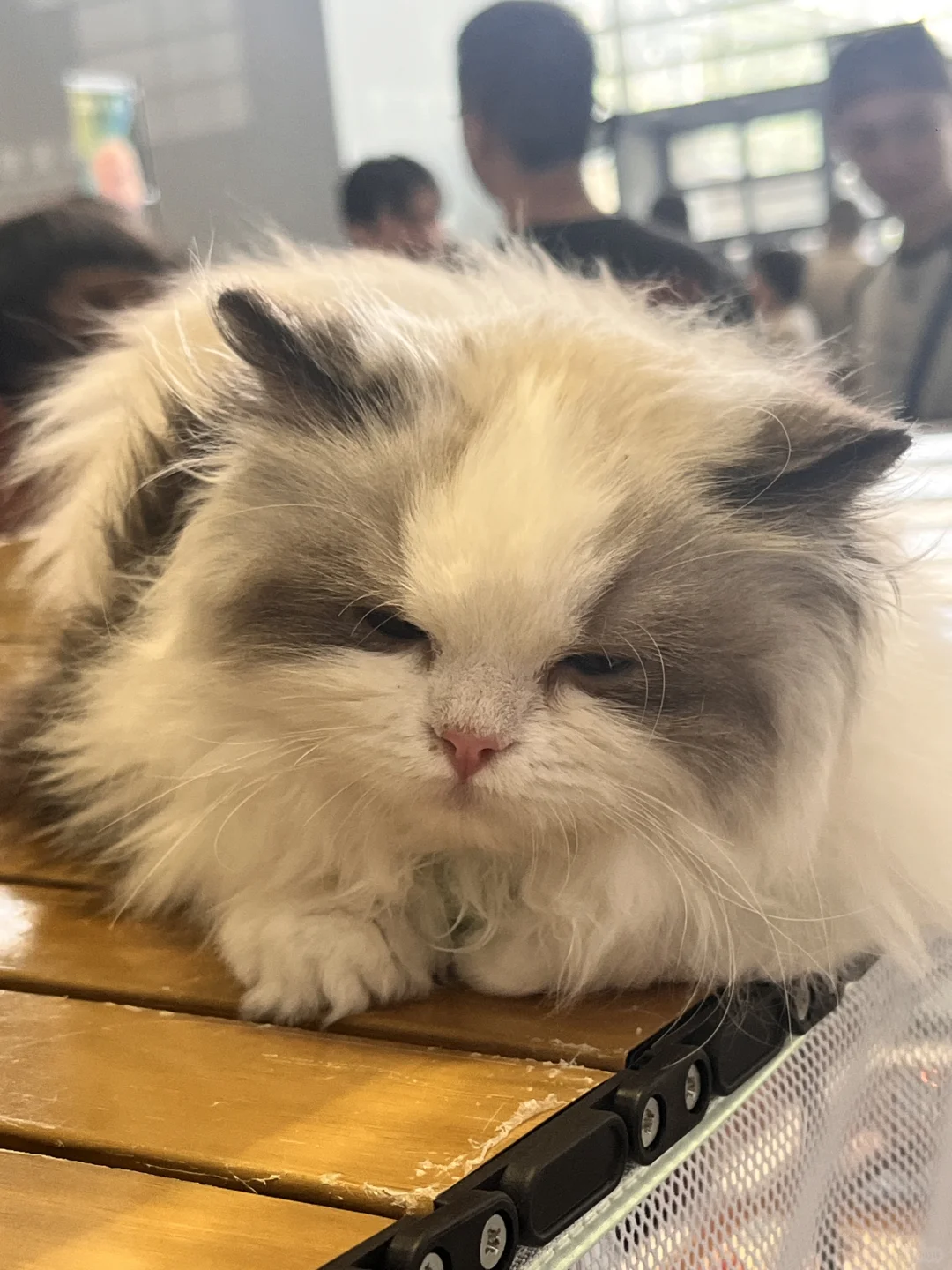 西安宠物博览会好有意思！