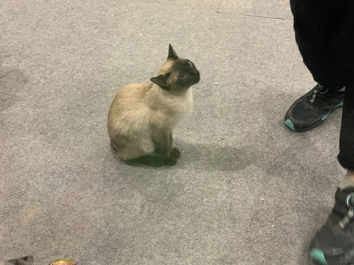 南宁东盟宠物博览会