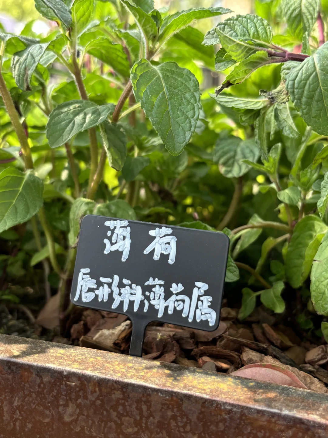 超喜欢上海交大设计学院的“脑迷宫”花园