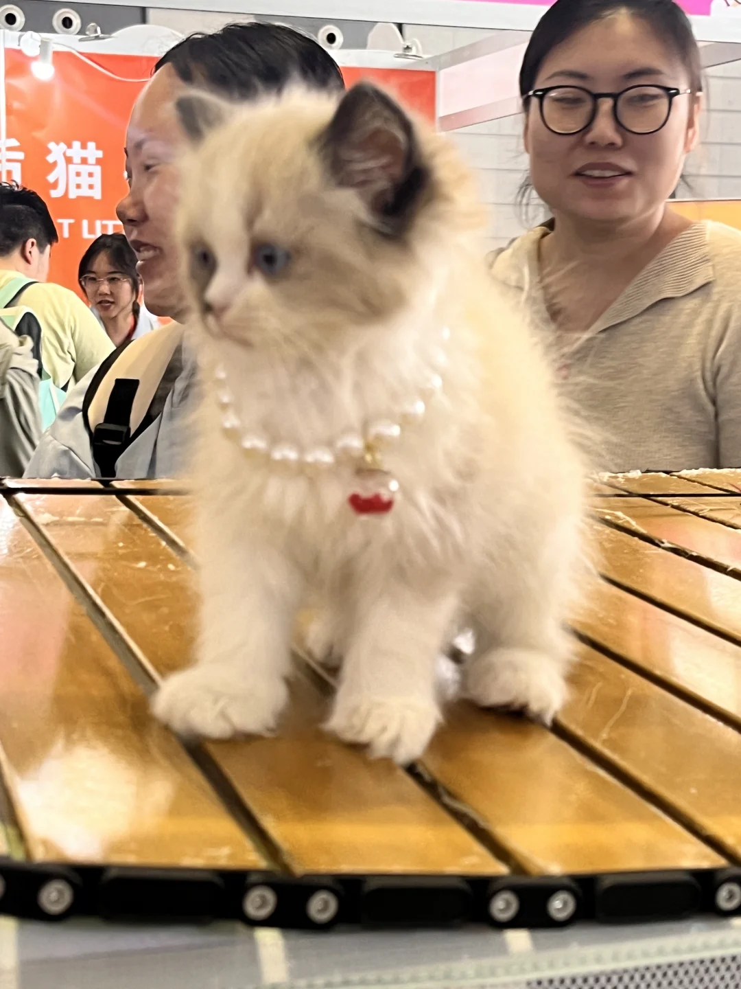 西安宠物博览会好有意思！