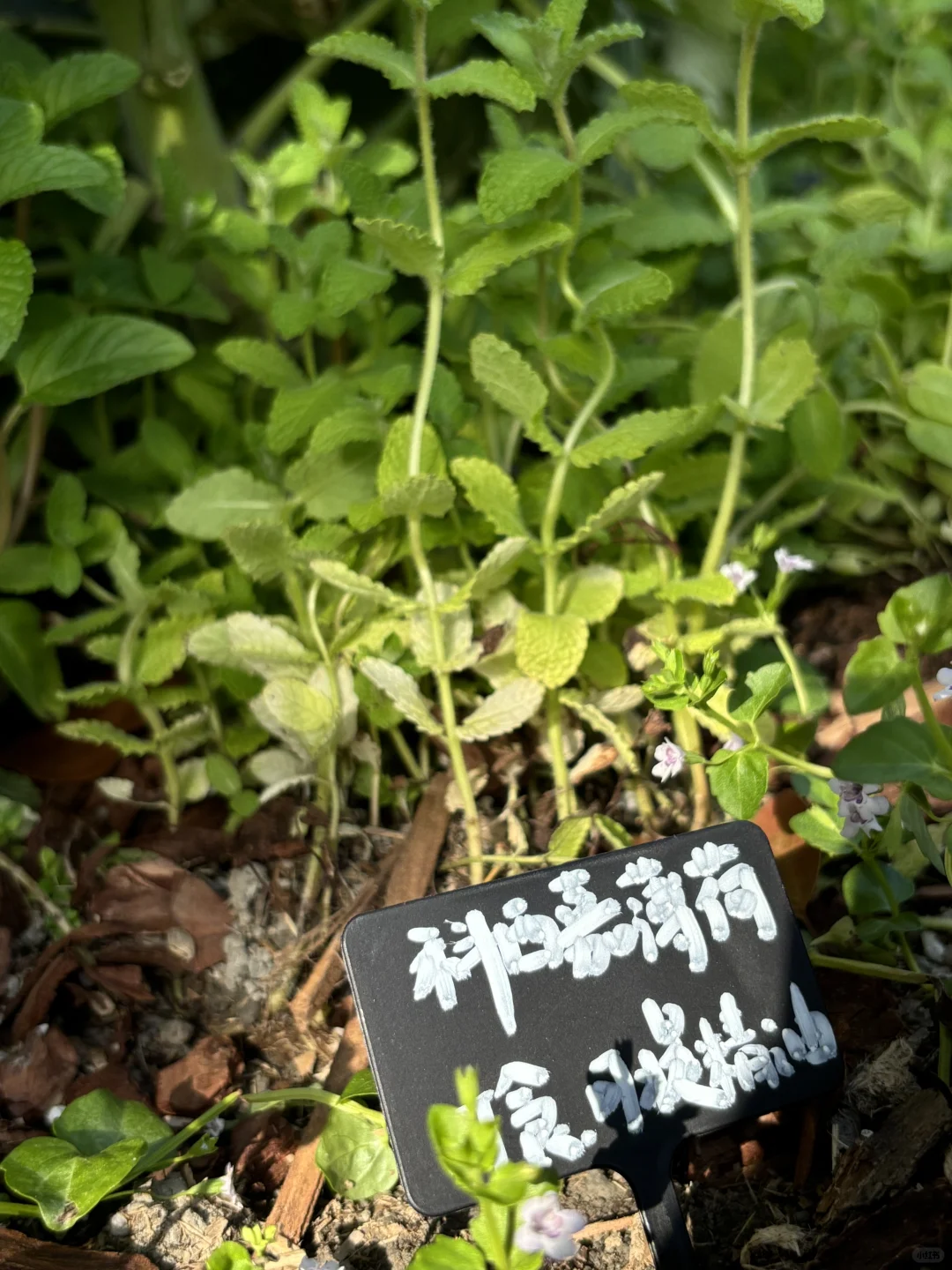 超喜欢上海交大设计学院的“脑迷宫”花园
