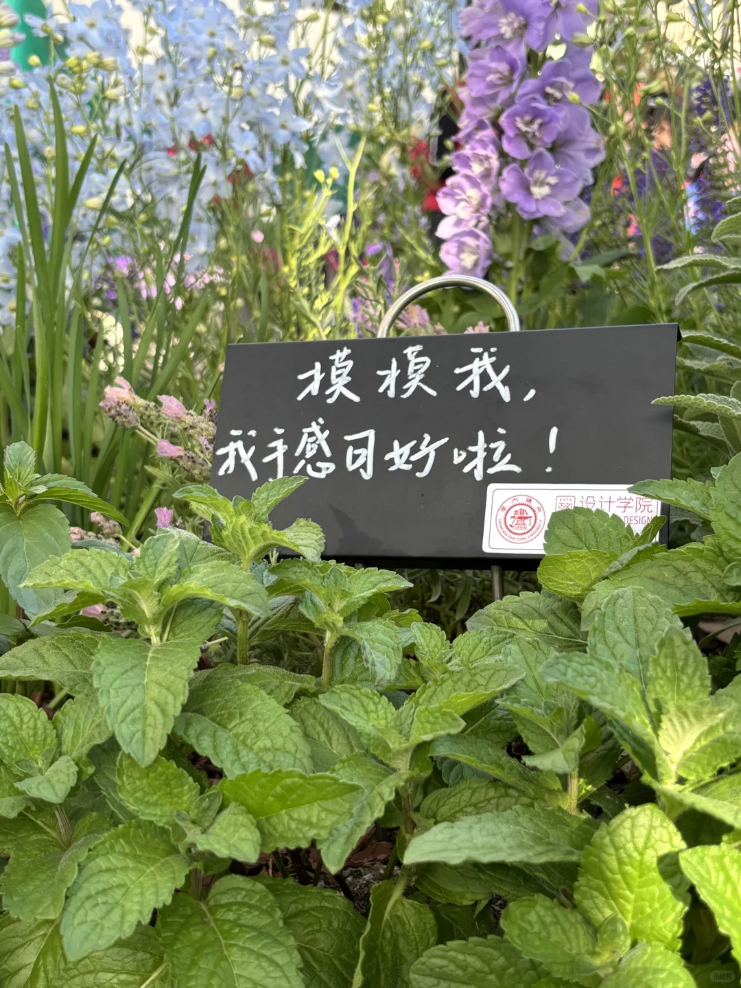 超喜欢上海交大设计学院的“脑迷宫”花园