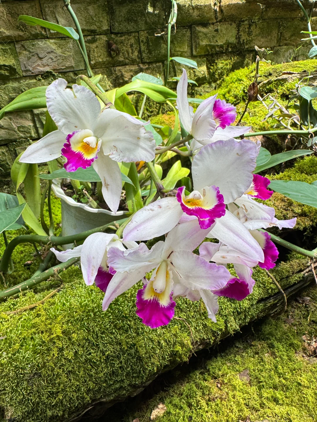 植物届的爱马仕！来对啦！昆明植物园兰花展