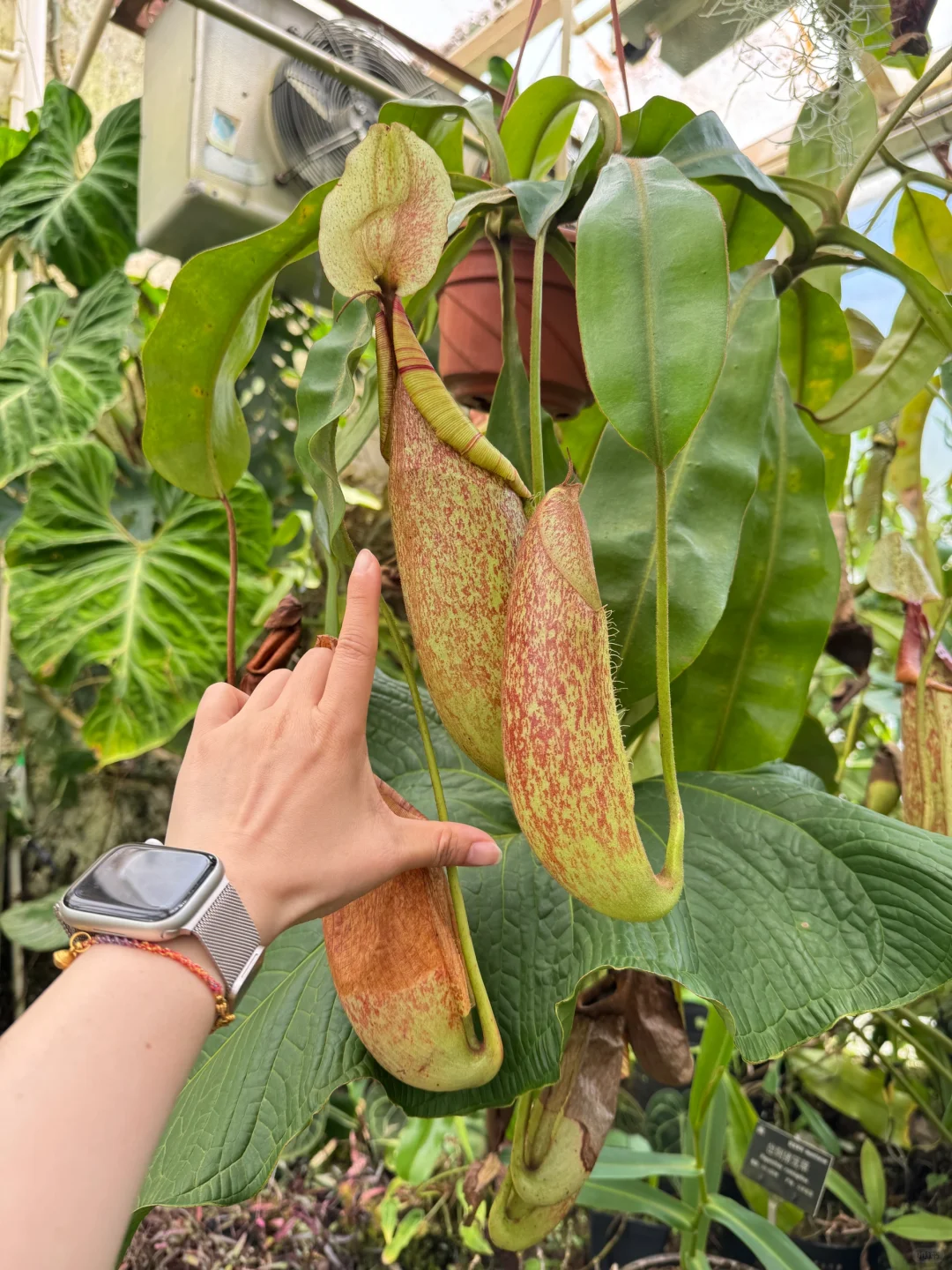 植物届的爱马仕！来对啦！昆明植物园兰花展