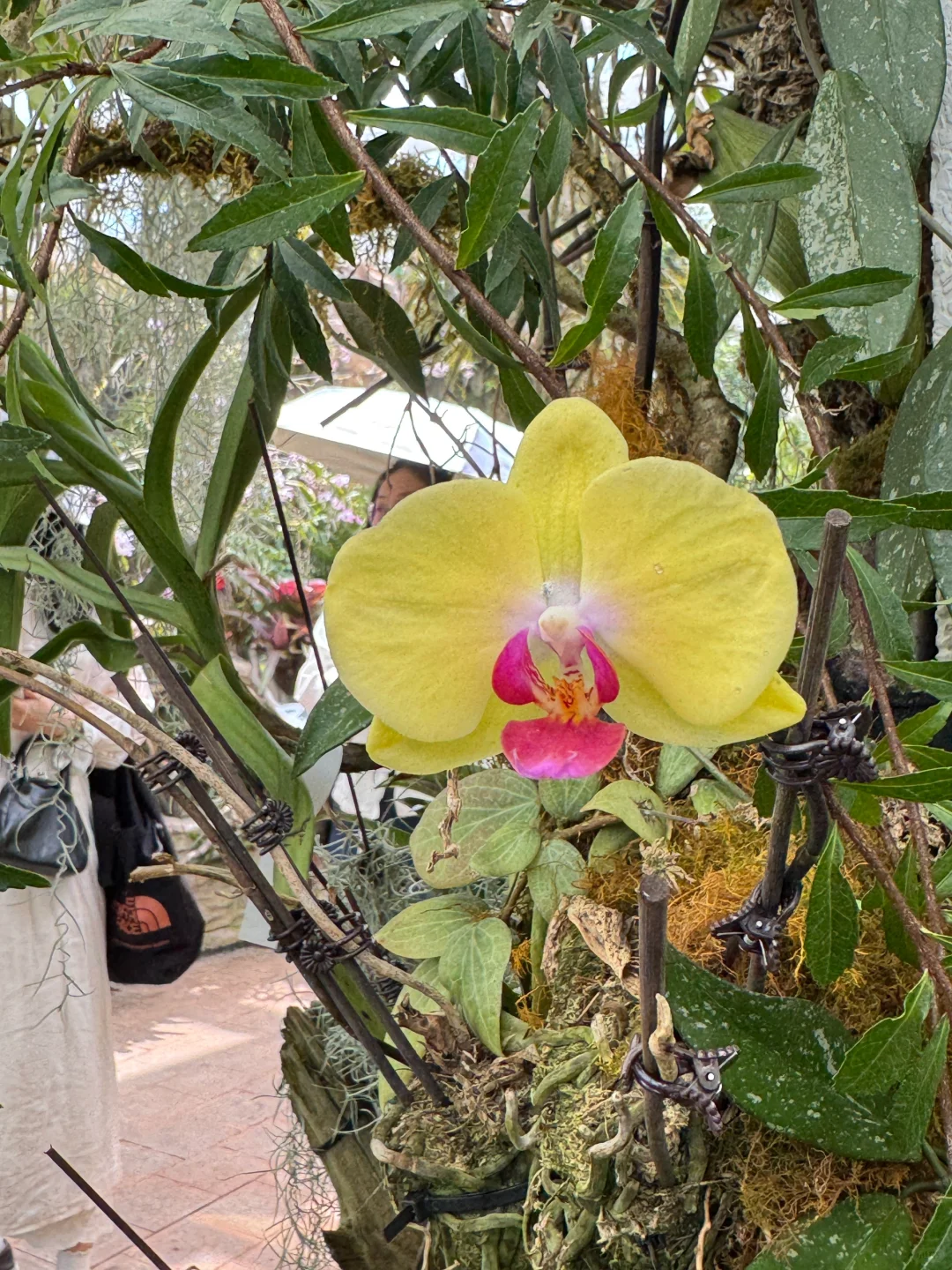 植物届的爱马仕！来对啦！昆明植物园兰花展