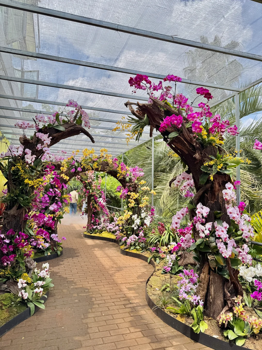 植物届的爱马仕！来对啦！昆明植物园兰花展