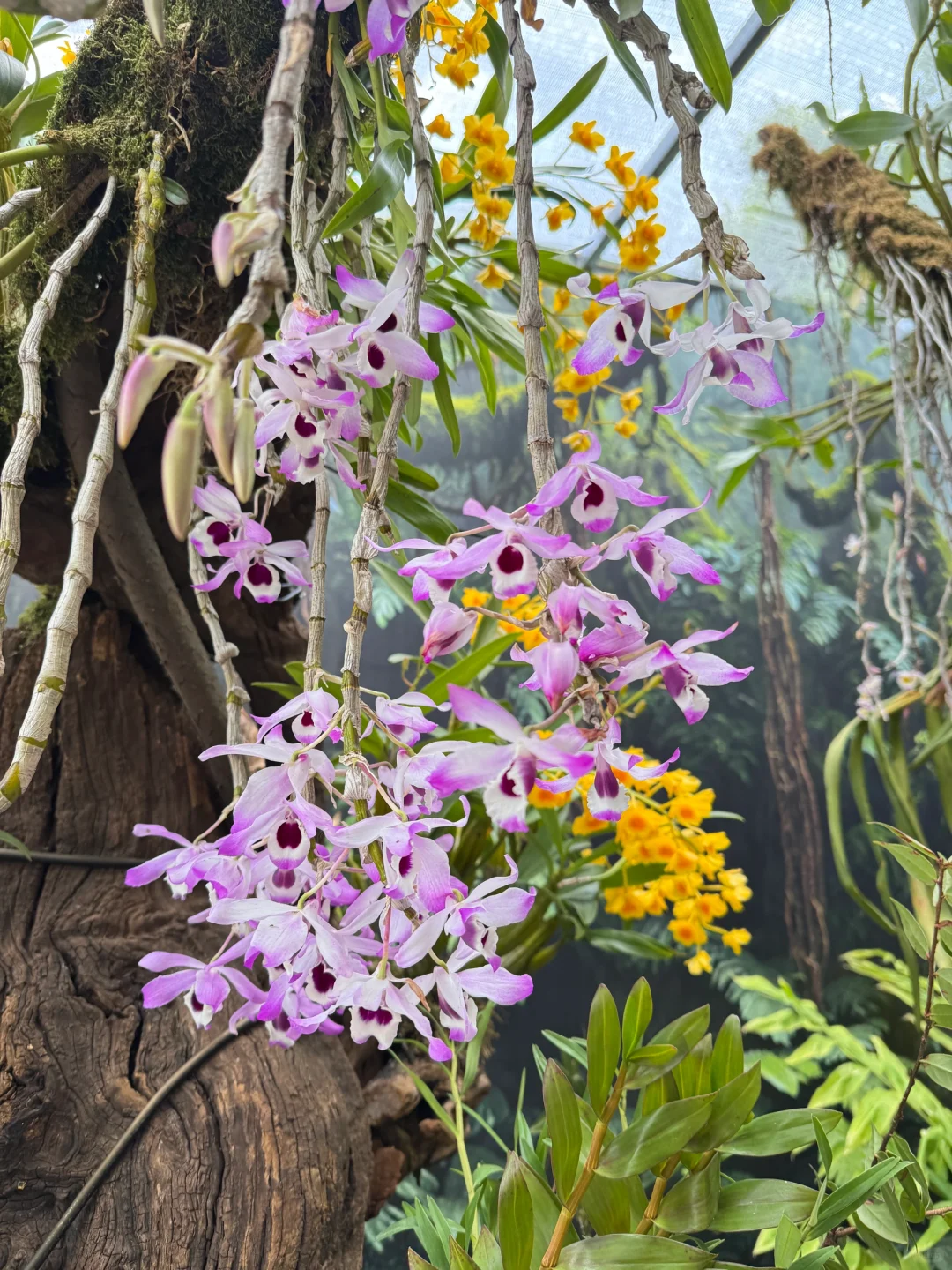 植物届的爱马仕！来对啦！昆明植物园兰花展