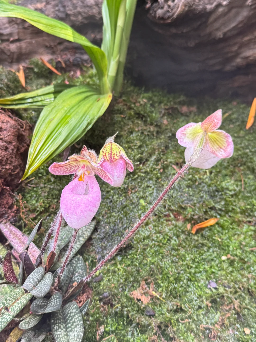 植物届的爱马仕！来对啦！昆明植物园兰花展