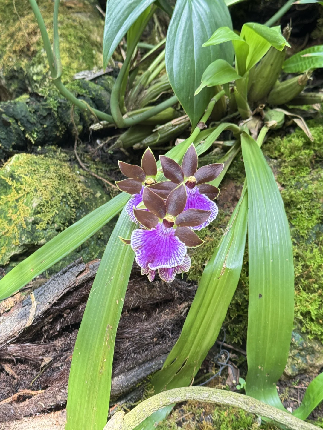 植物届的爱马仕！来对啦！昆明植物园兰花展