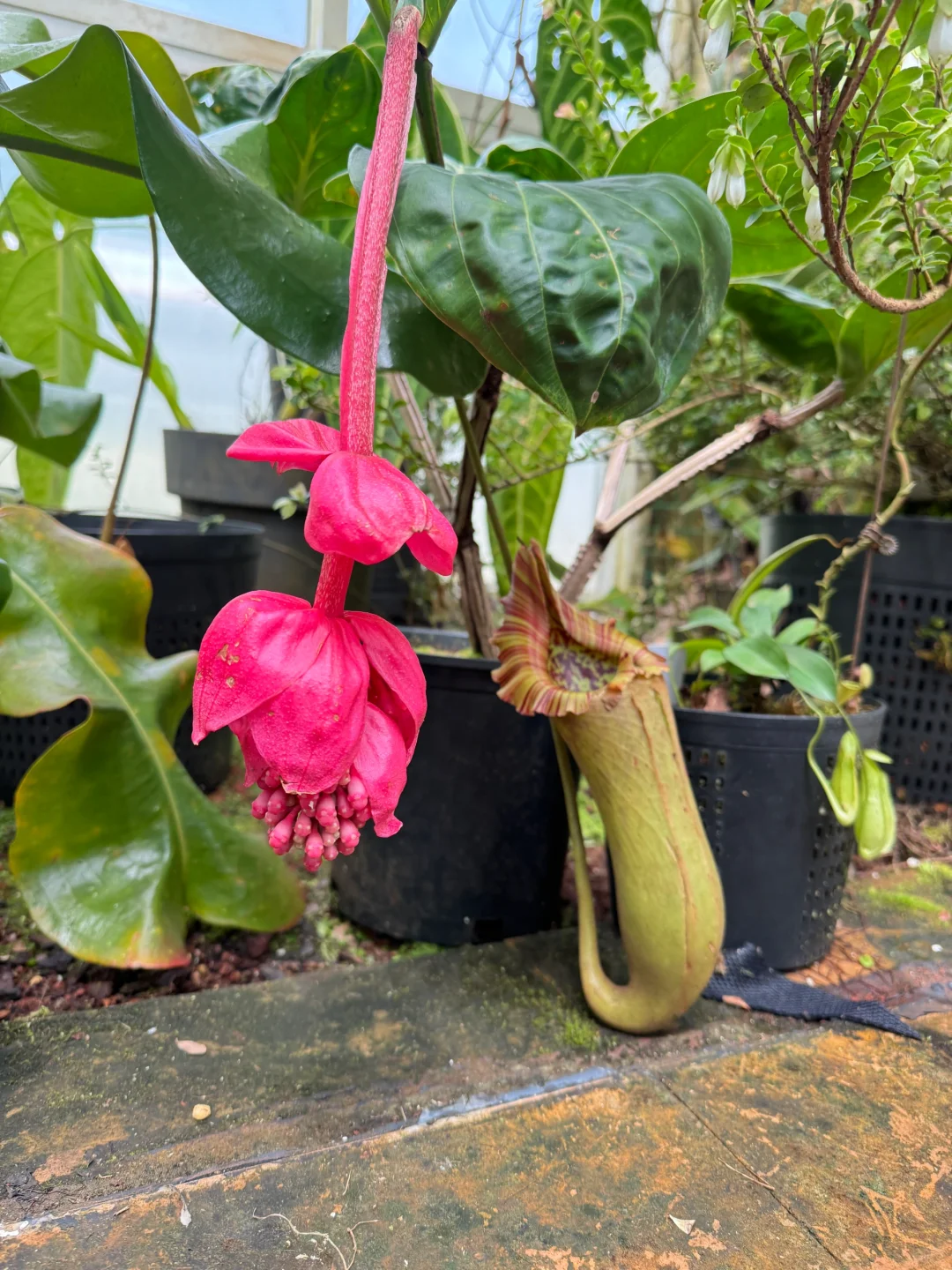 植物届的爱马仕！来对啦！昆明植物园兰花展