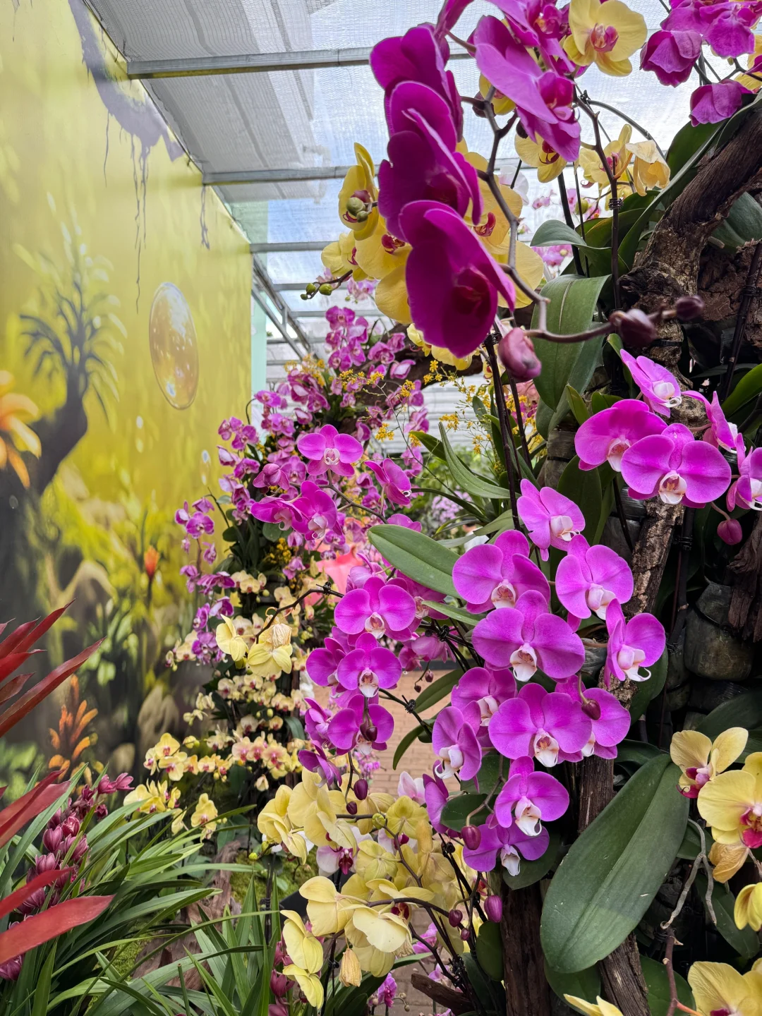 植物届的爱马仕！来对啦！昆明植物园兰花展