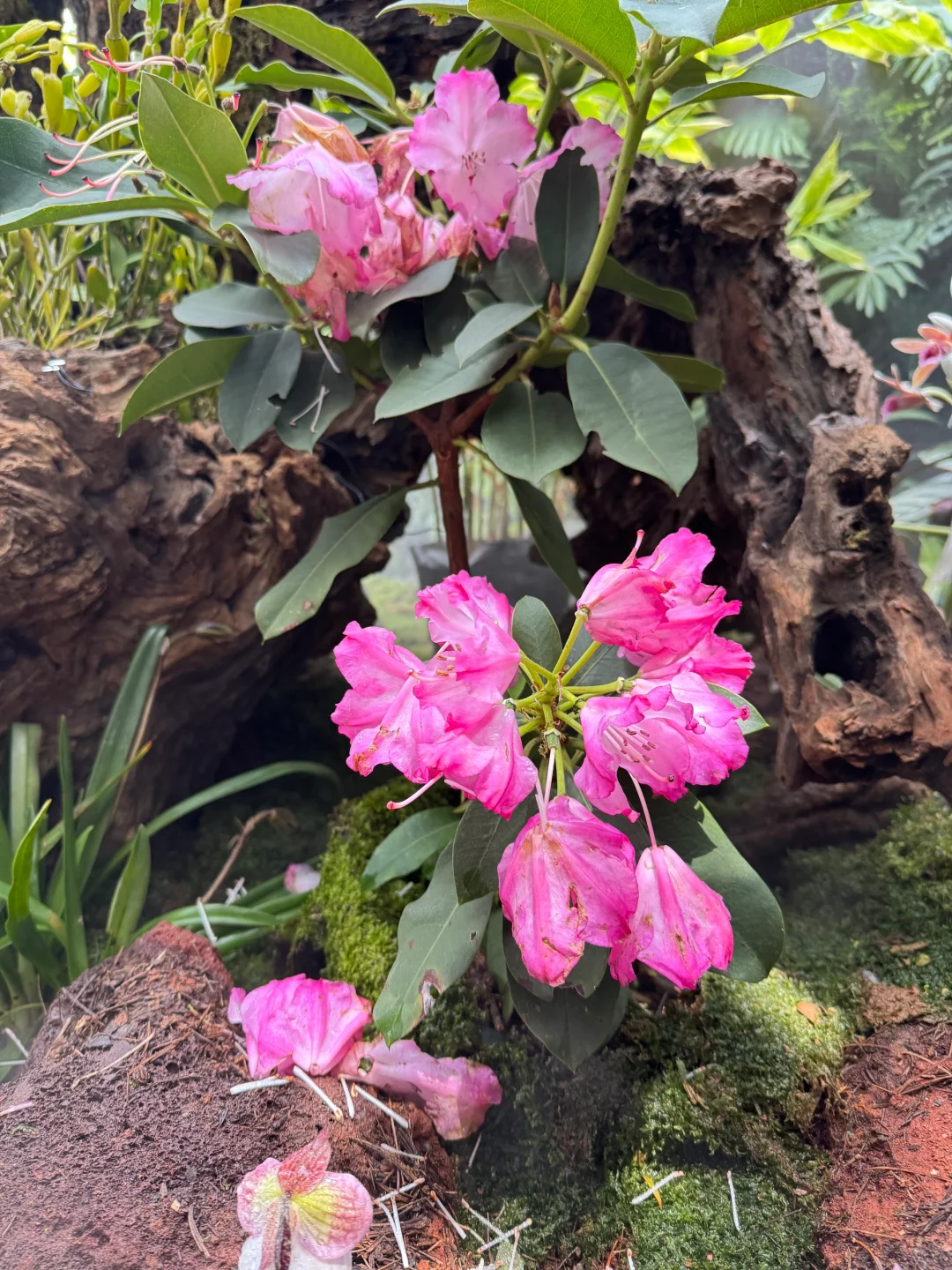 植物届的爱马仕！来对啦！昆明植物园兰花展