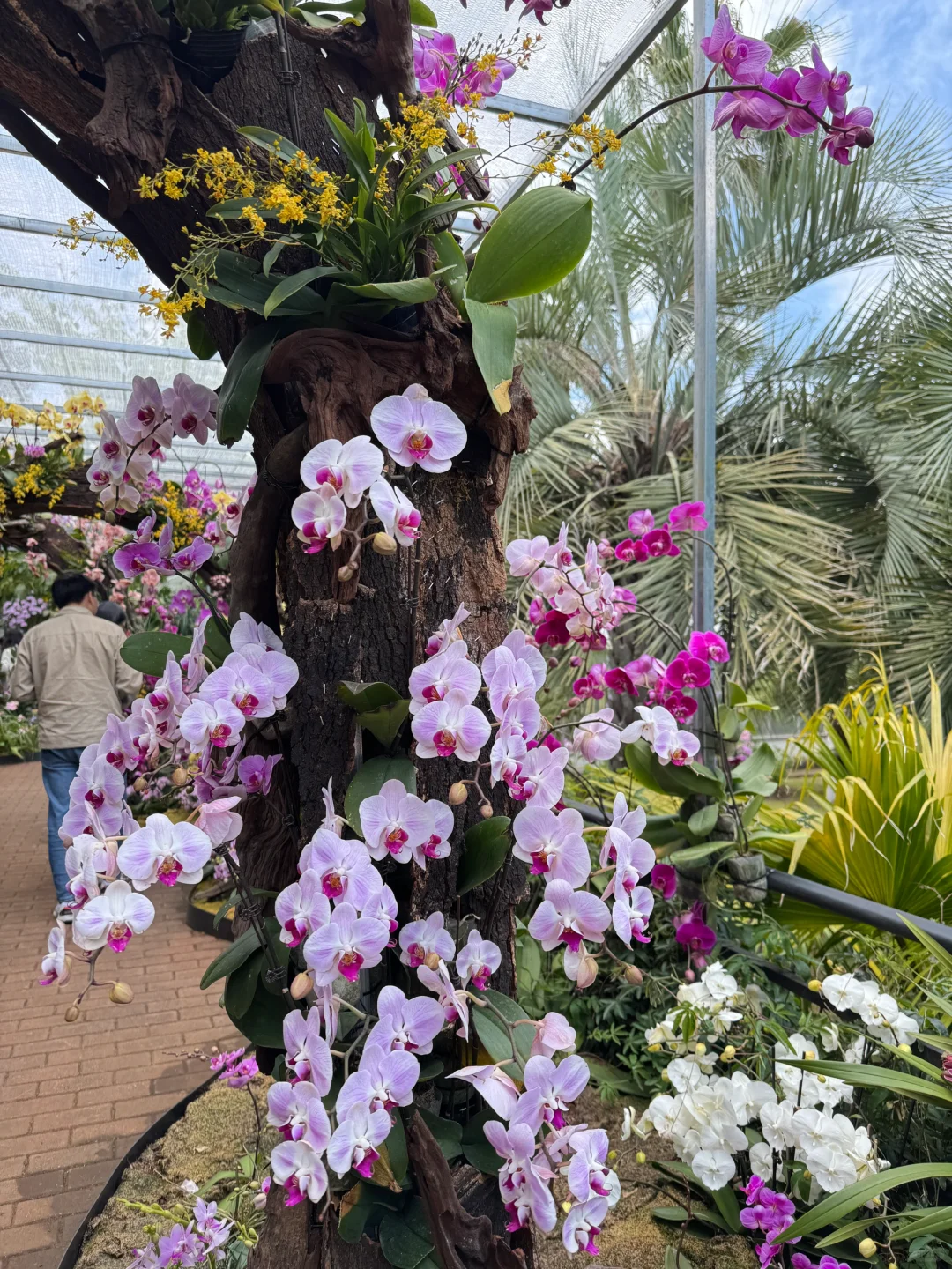 植物届的爱马仕！来对啦！昆明植物园兰花展