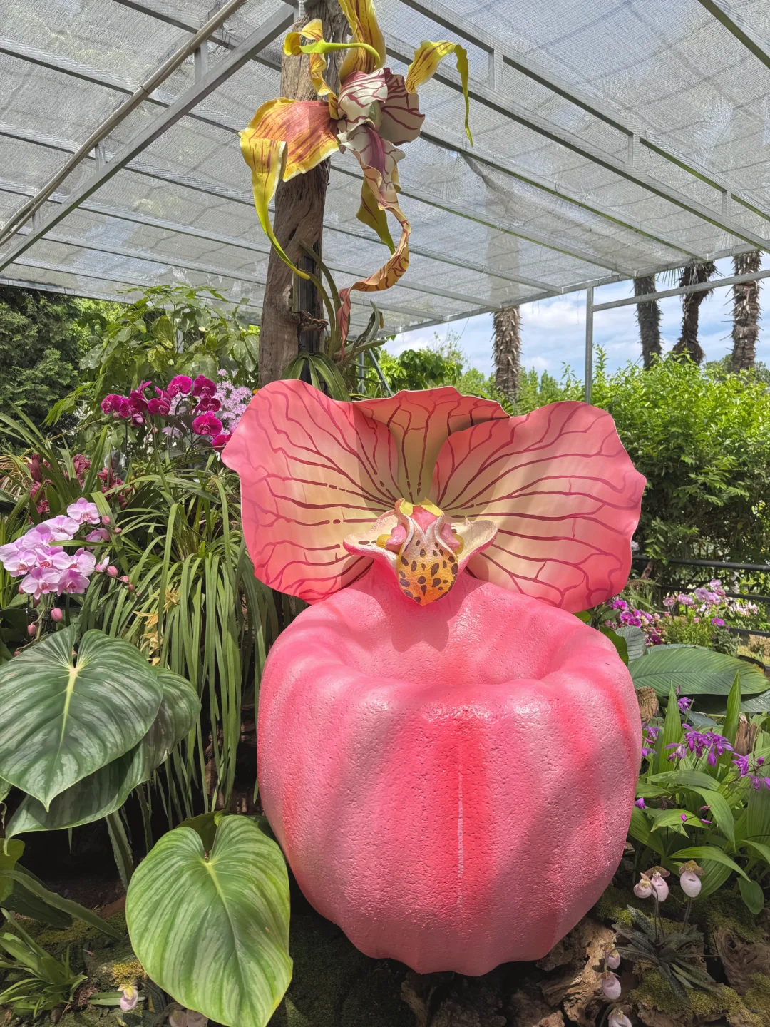 植物届的爱马仕！来对啦！昆明植物园兰花展