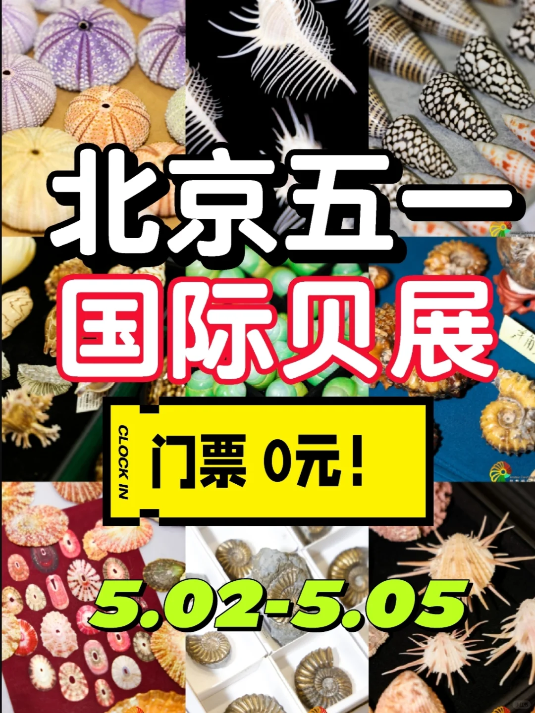 北京五一免费贝展｜10000+全球珍稀贝类
