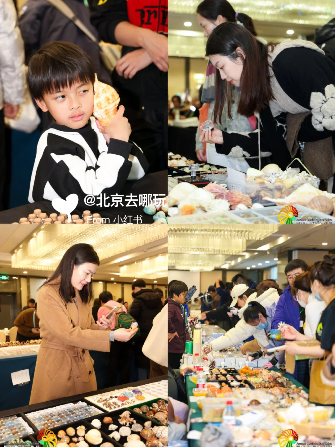 北京五一免费贝展｜10000+全球珍稀贝类