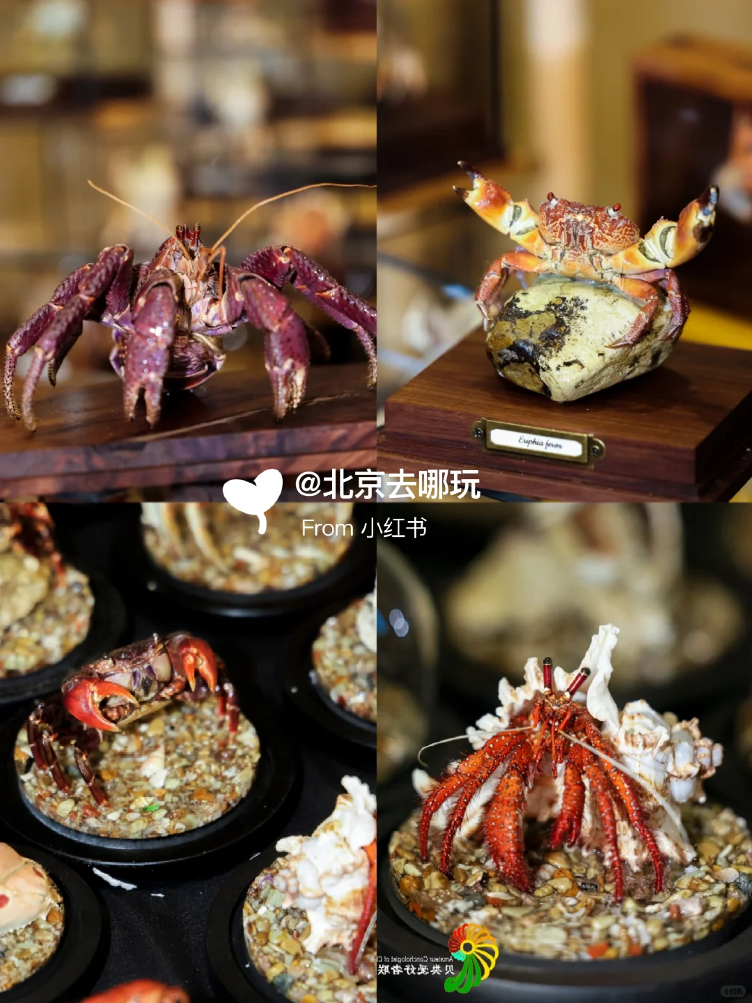 北京五一免费贝展｜10000+全球珍稀贝类