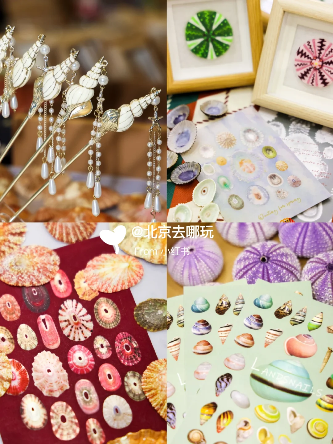 北京五一免费贝展｜10000+全球珍稀贝类