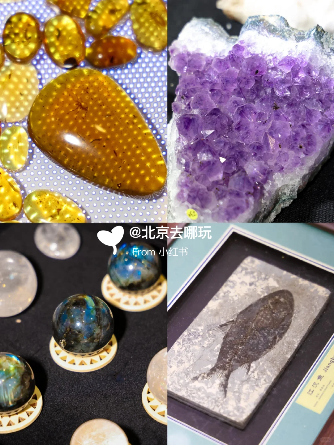 北京五一免费贝展｜10000+全球珍稀贝类