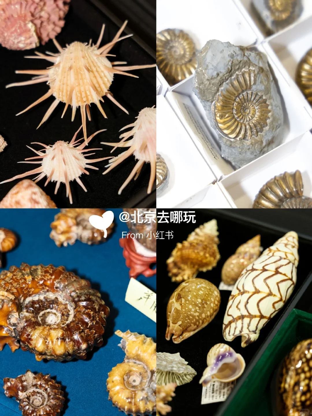 北京五一免费贝展｜10000+全球珍稀贝类