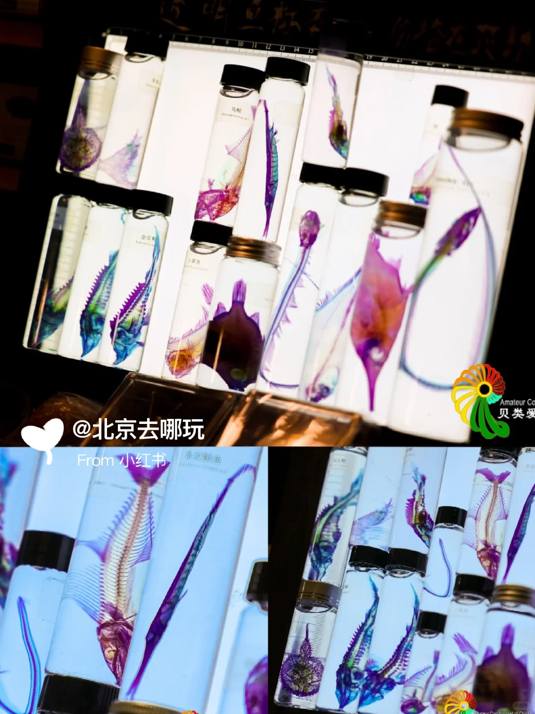 北京五一免费贝展｜10000+全球珍稀贝类