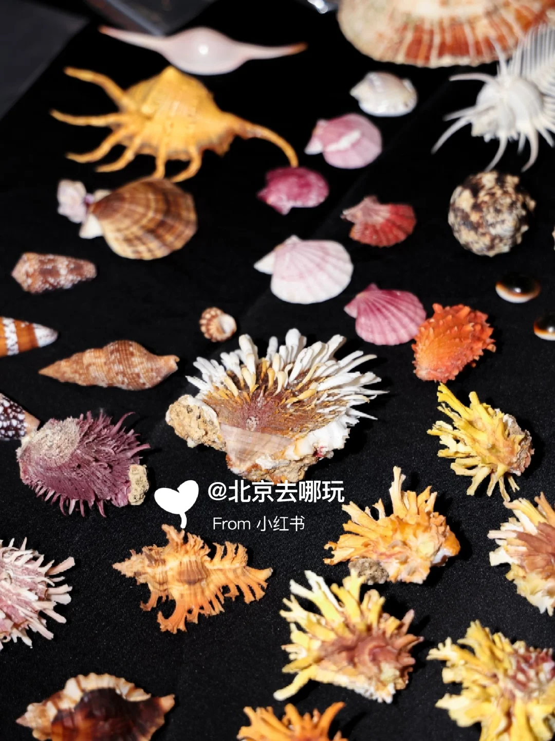 北京五一免费贝展｜10000+全球珍稀贝类
