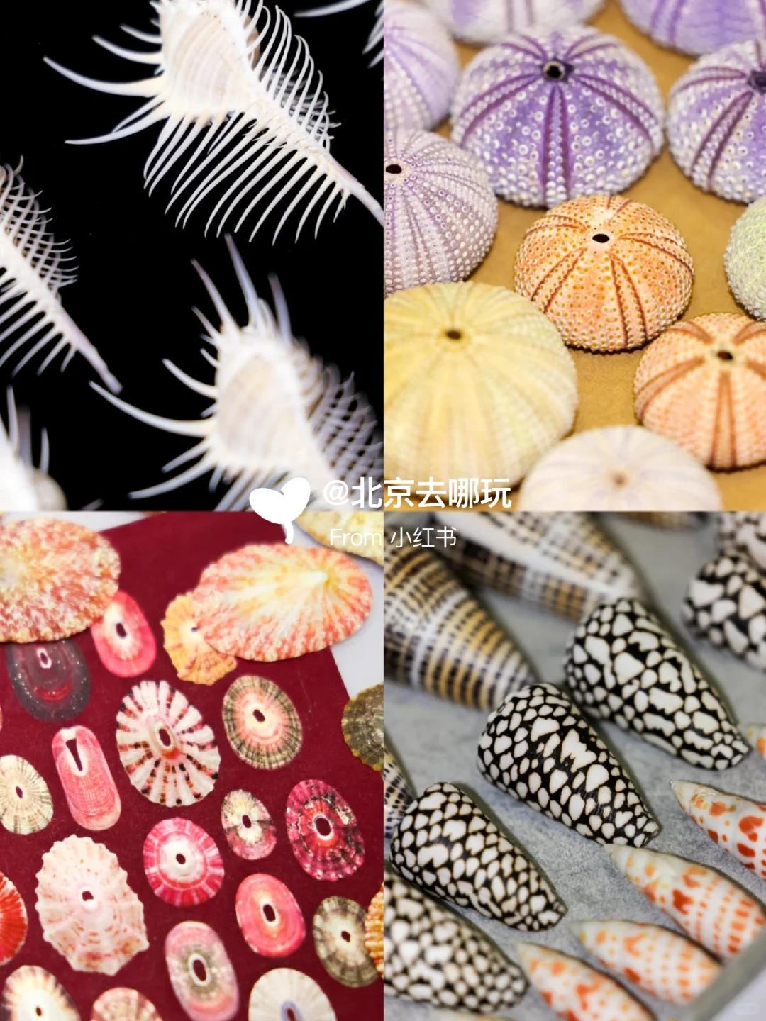 北京五一免费贝展｜10000+全球珍稀贝类