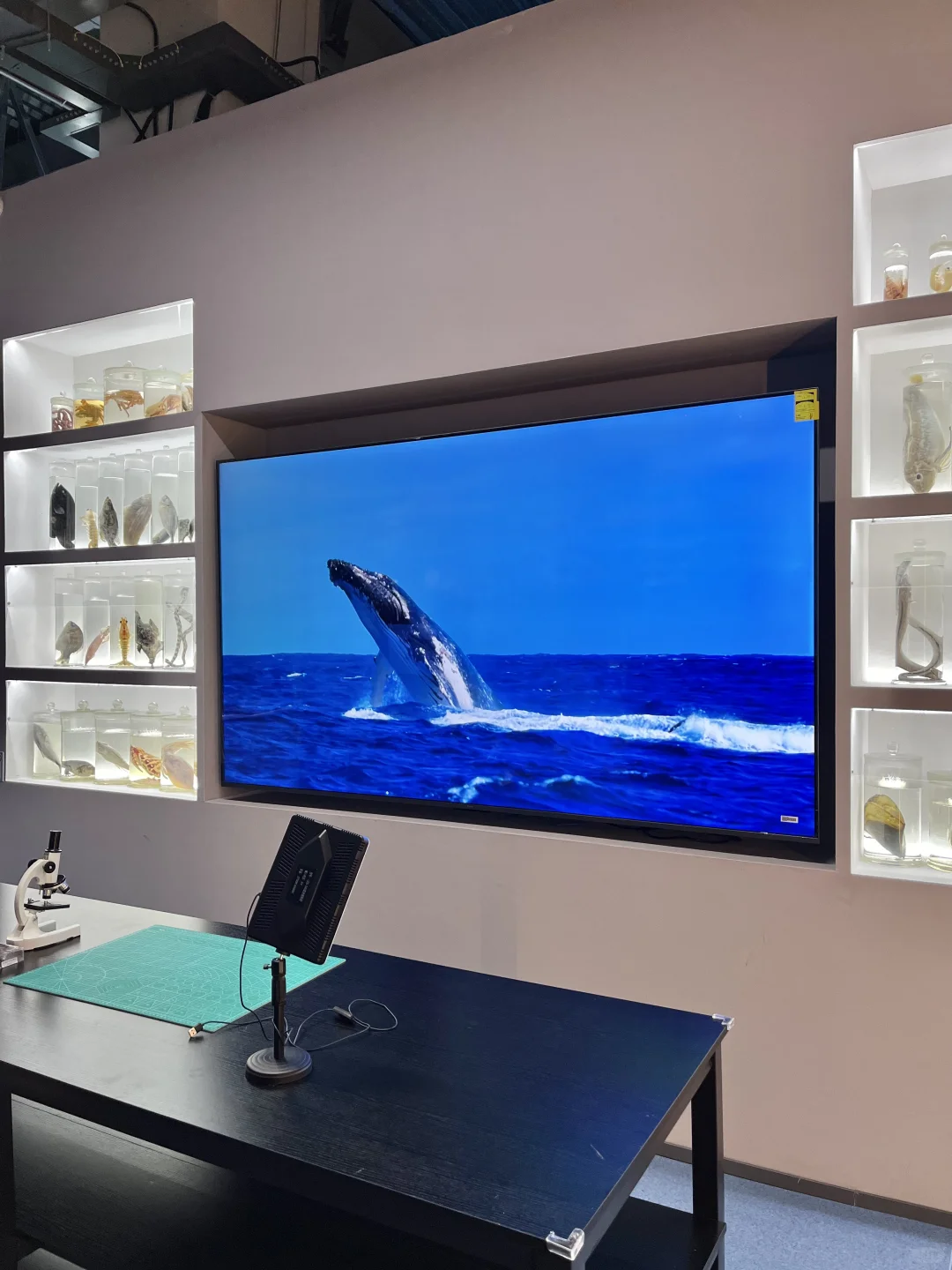 全球首展‼️在厦门！内附看特展攻略?
