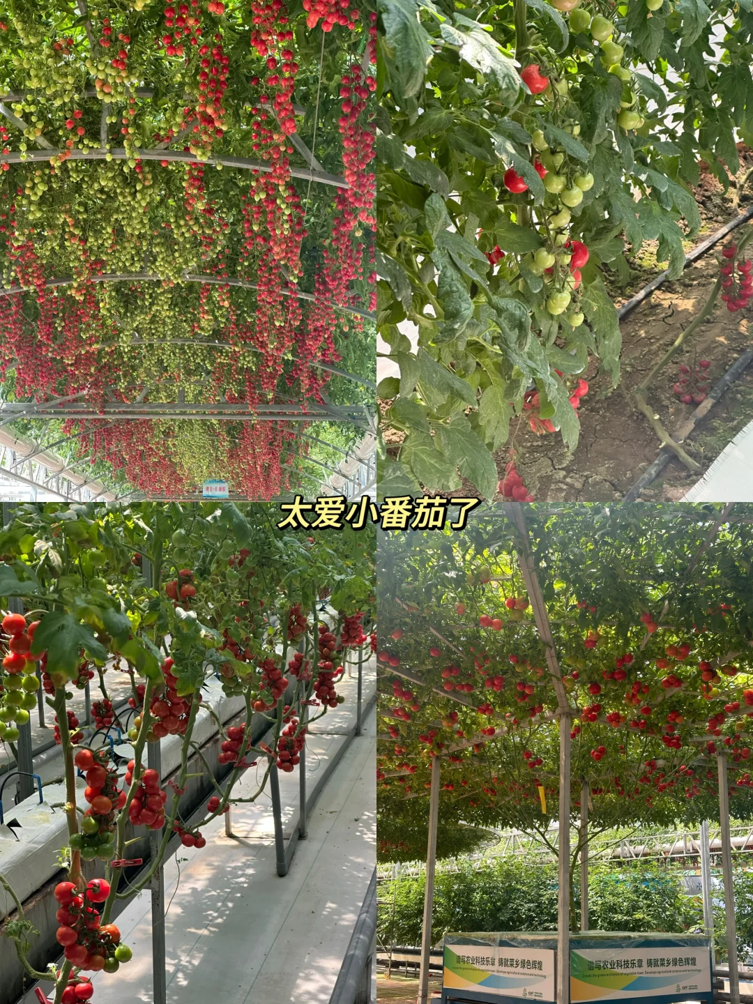 寿光蔬菜展