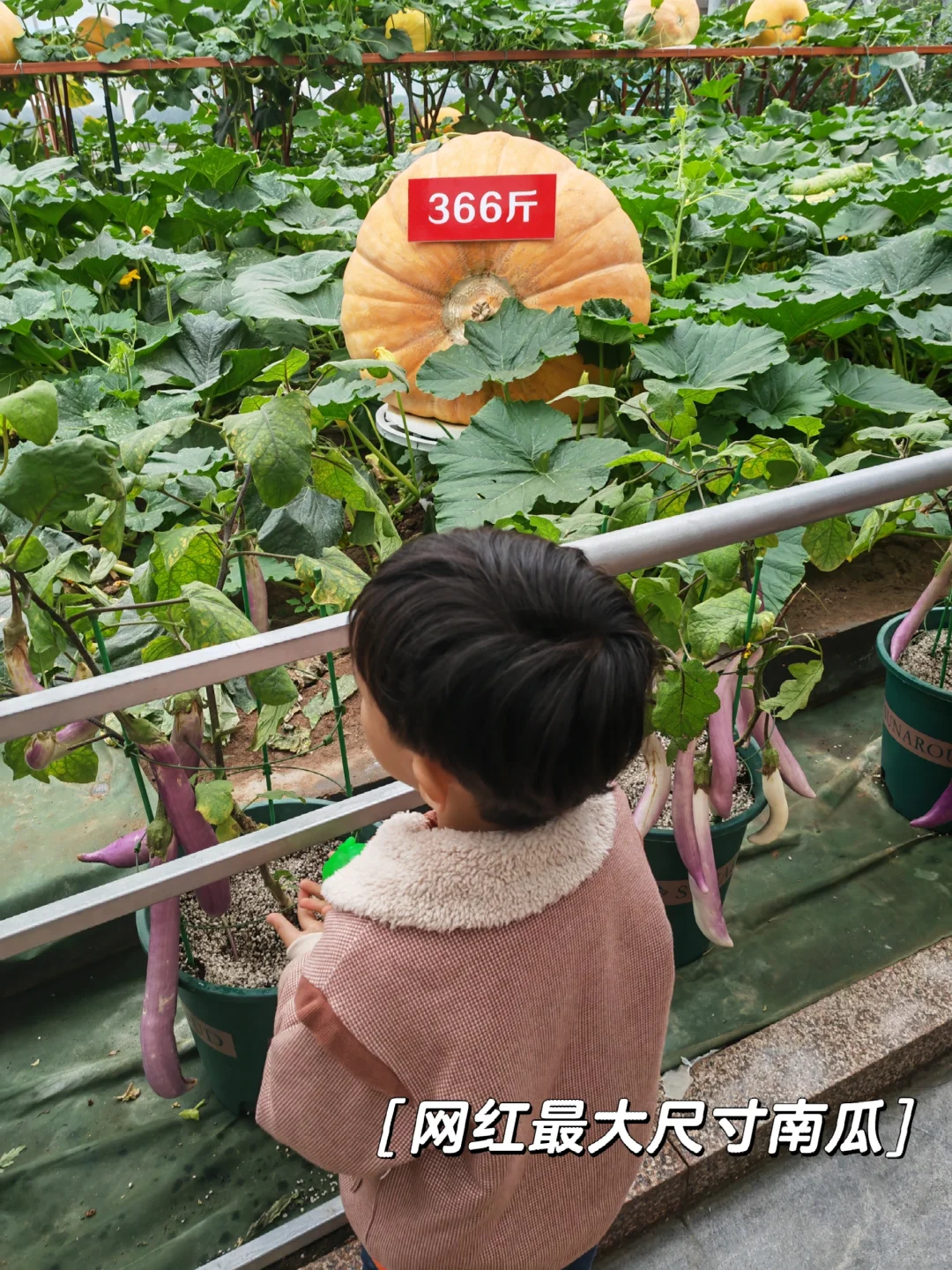 寿光菜博会，我们来啦