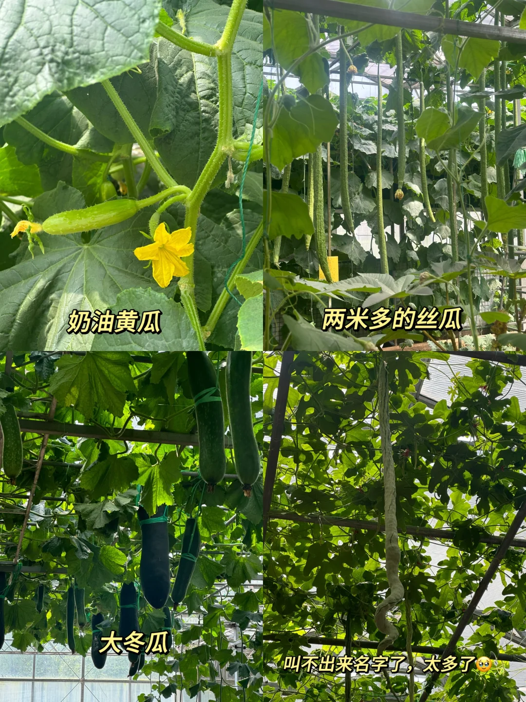 寿光蔬菜展