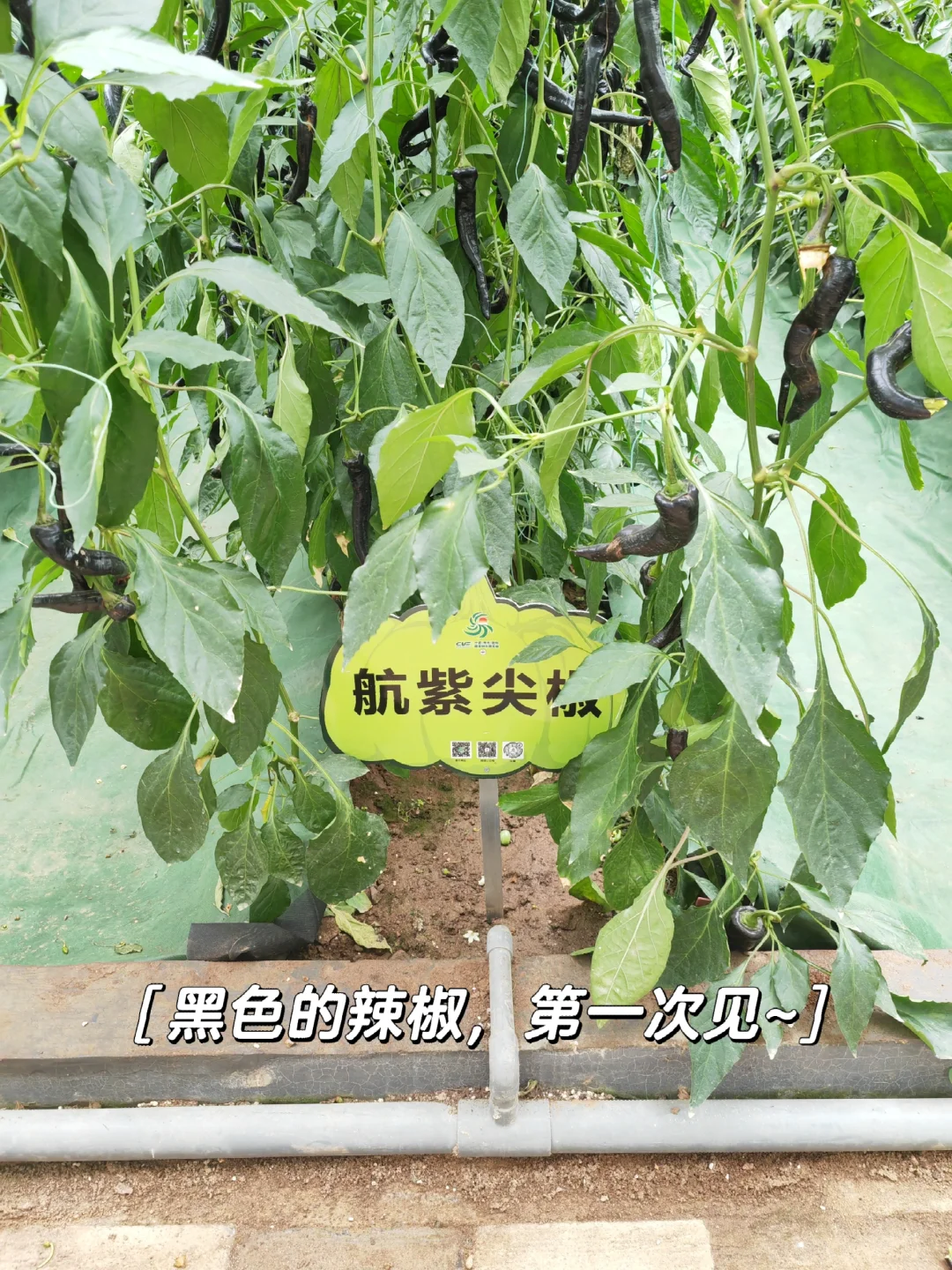 寿光菜博会，我们来啦