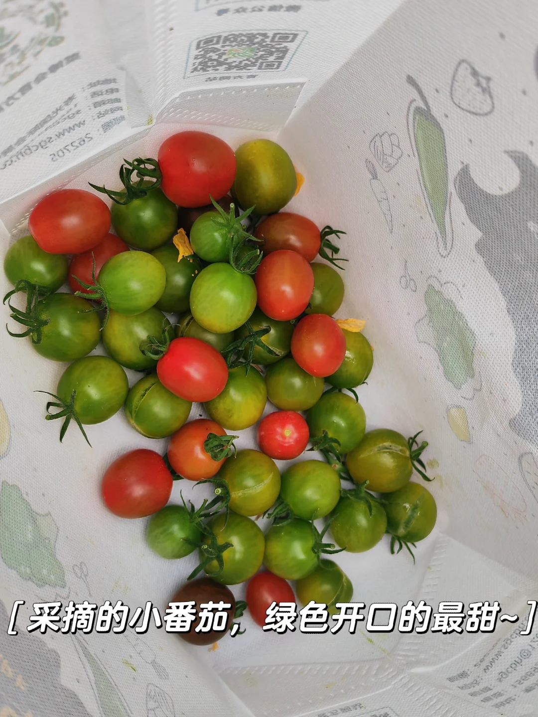 寿光菜博会，我们来啦