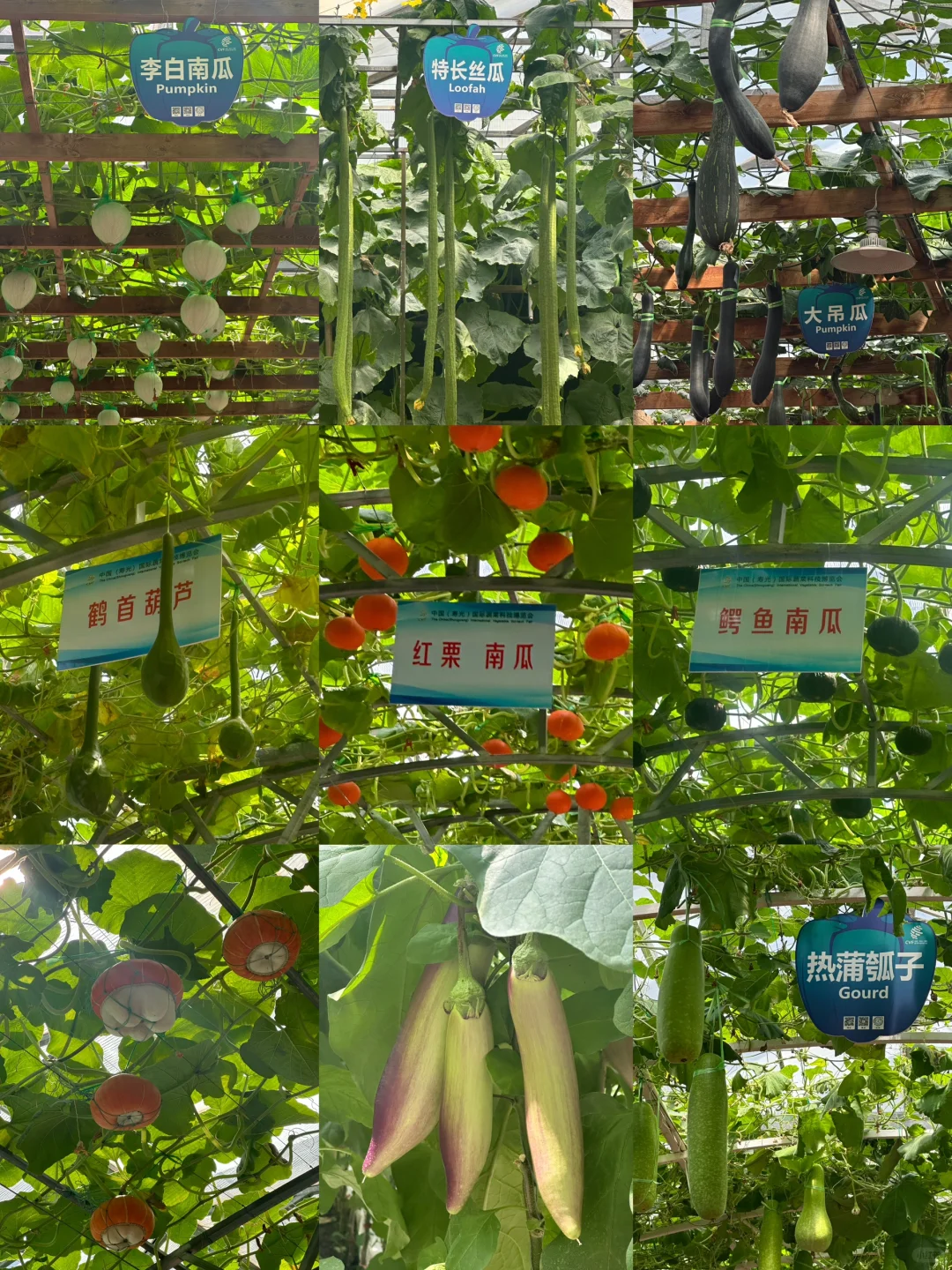 寿光蔬菜展