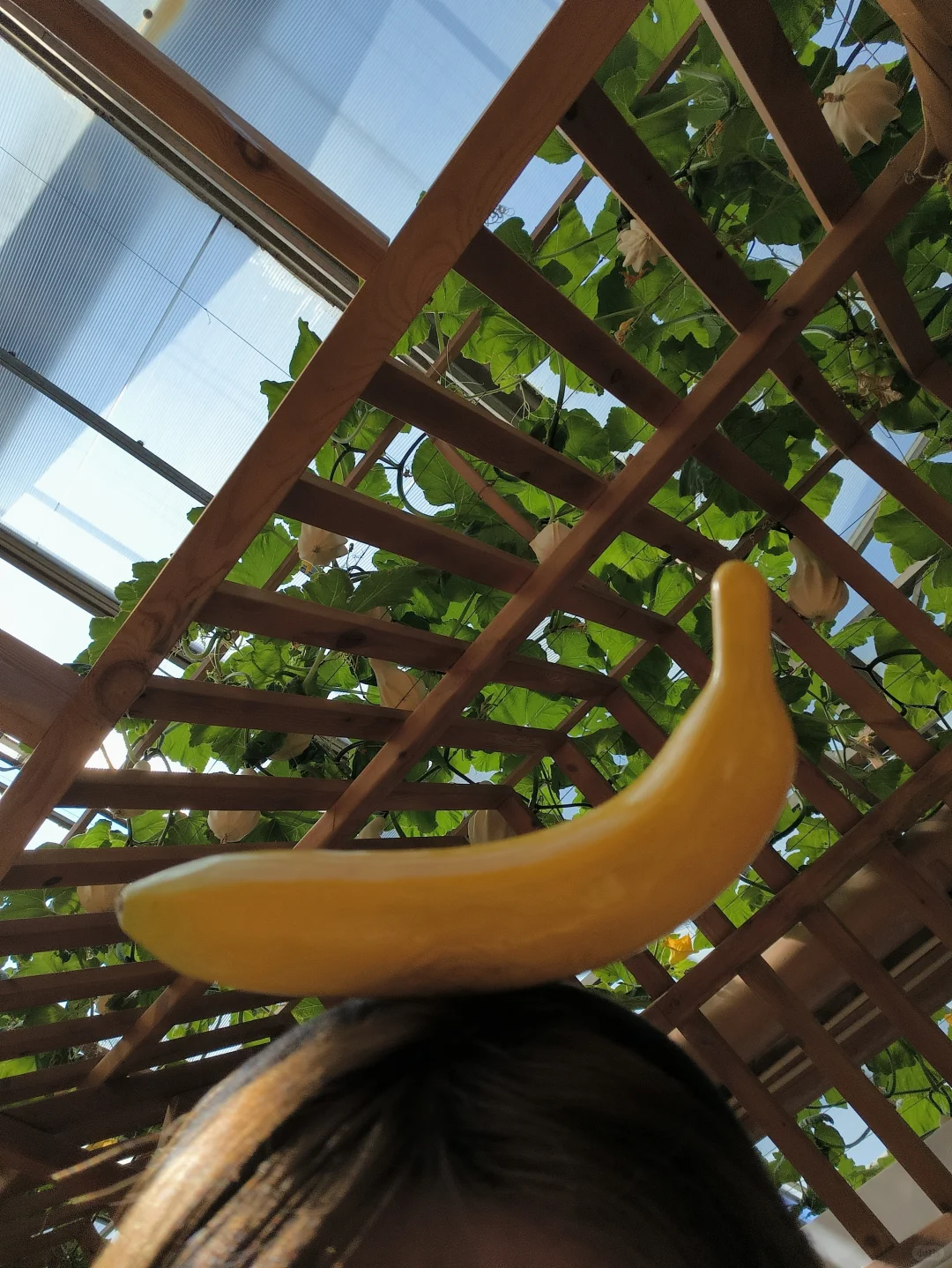 菜博会兼职篇
