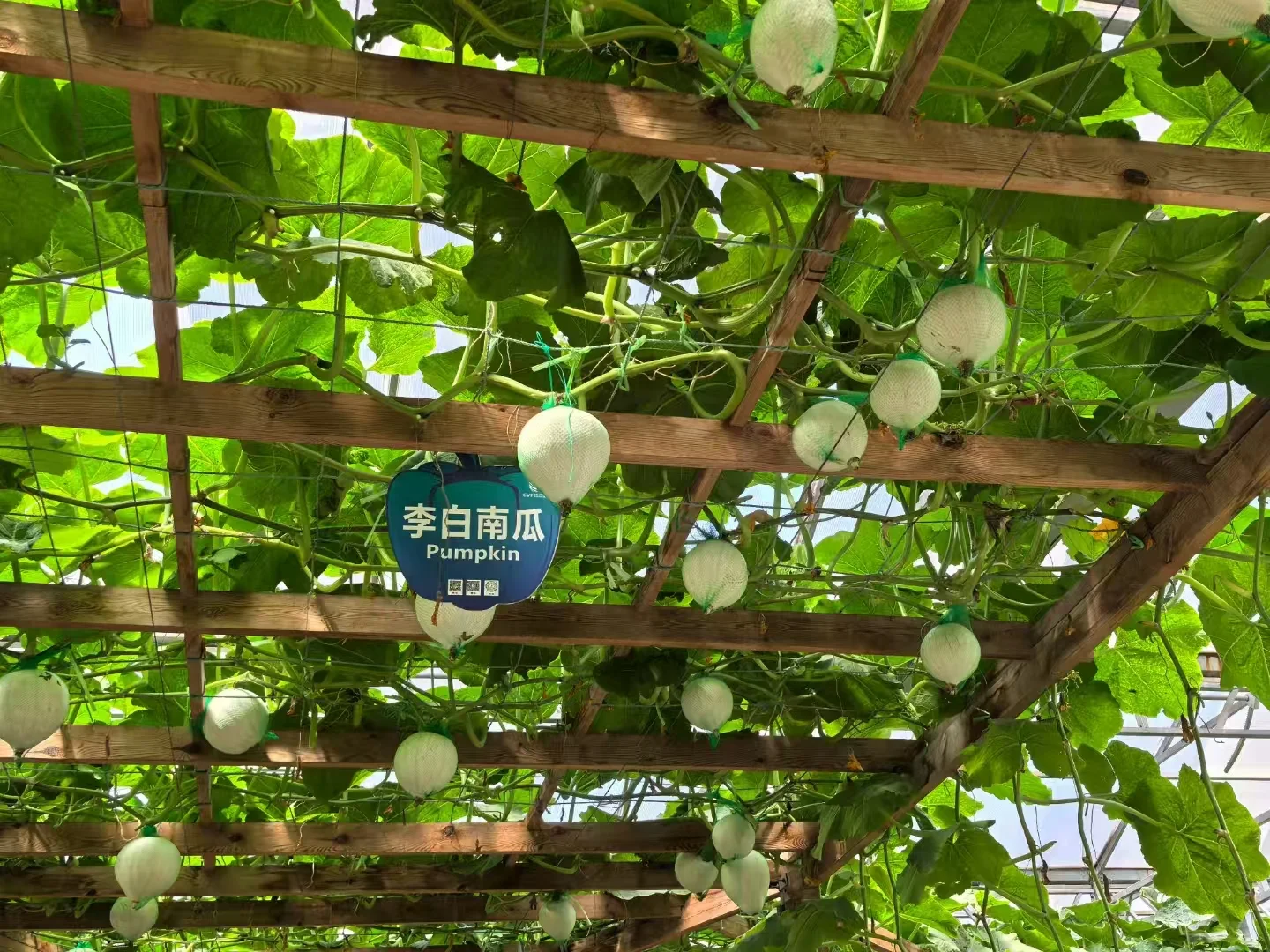 来寿光一定不要错过这里