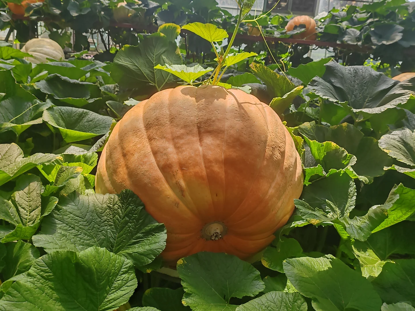 来寿光一定不要错过这里