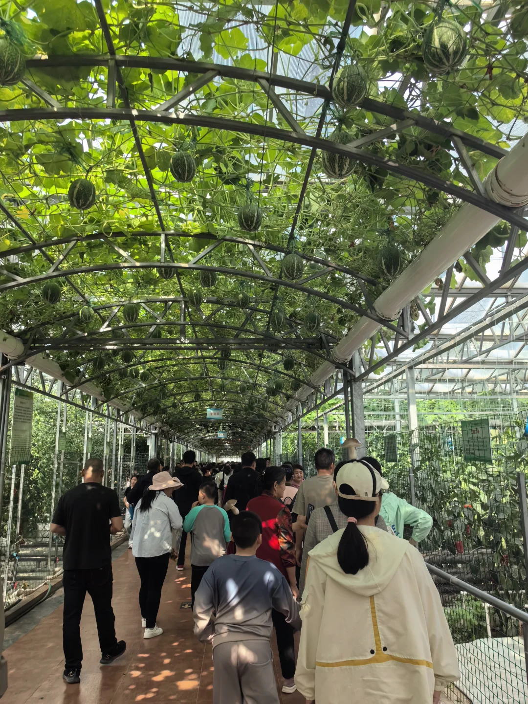 寿光蔬菜博览会值得半日游