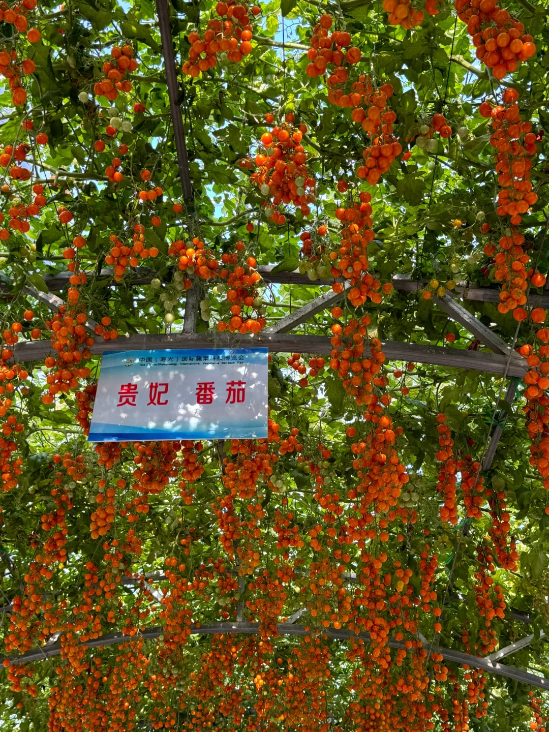 娄底大冤种才去完寿光蔬菜博览会说点大实话