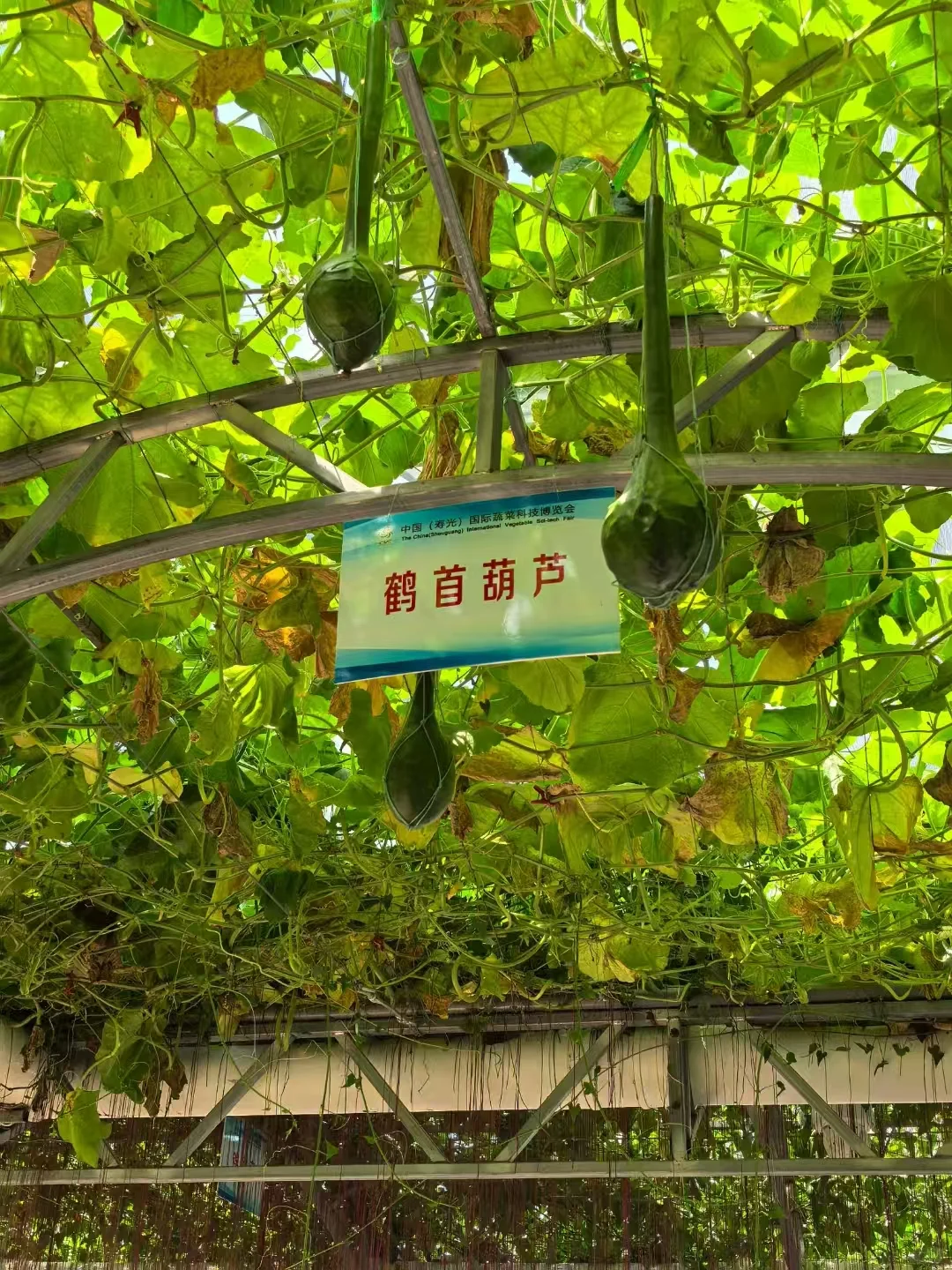 来寿光一定不要错过这里