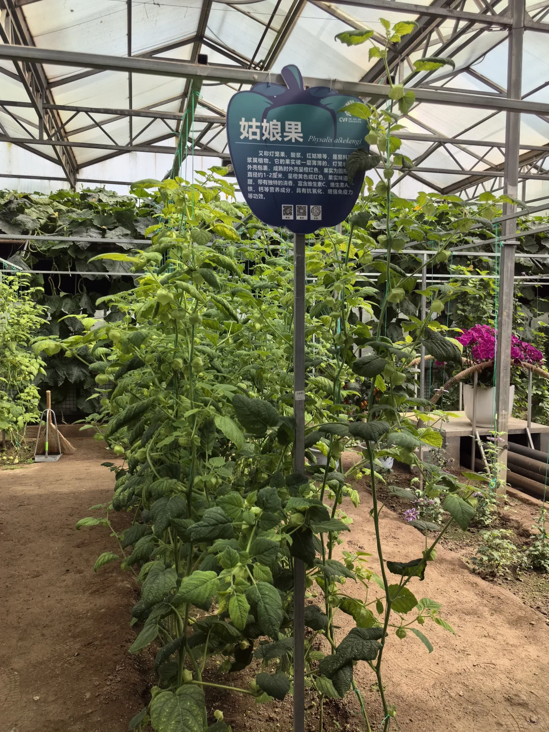 寿光蔬菜博览会值得半日游