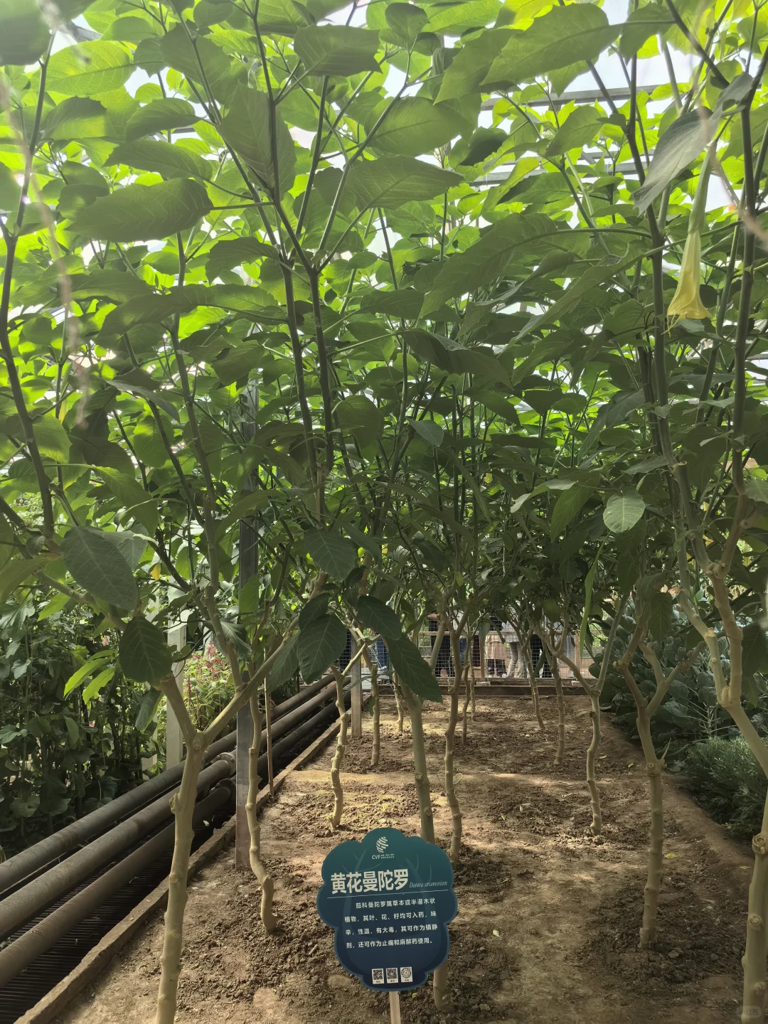 寿光蔬菜博览会值得半日游