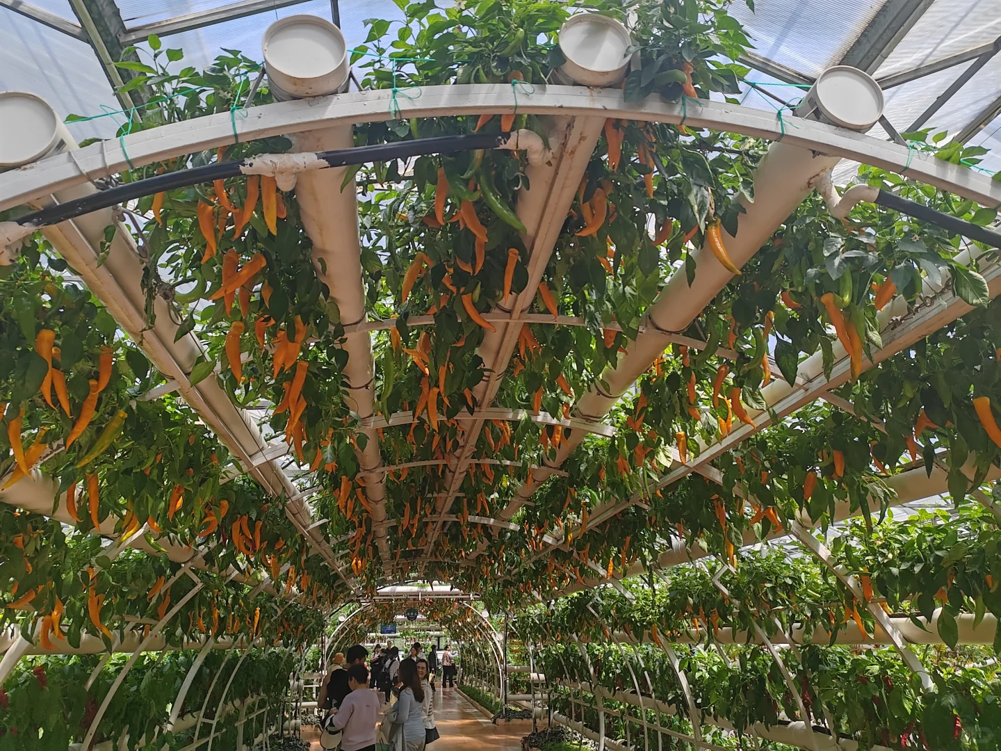 来寿光一定不要错过这里