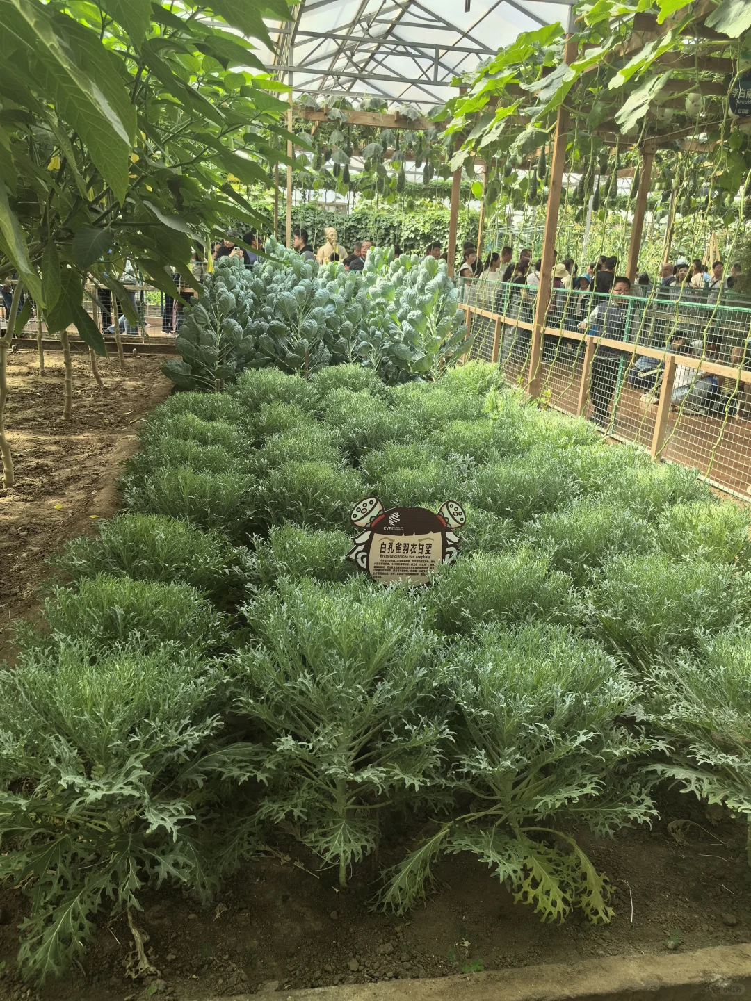 寿光蔬菜博览会值得半日游