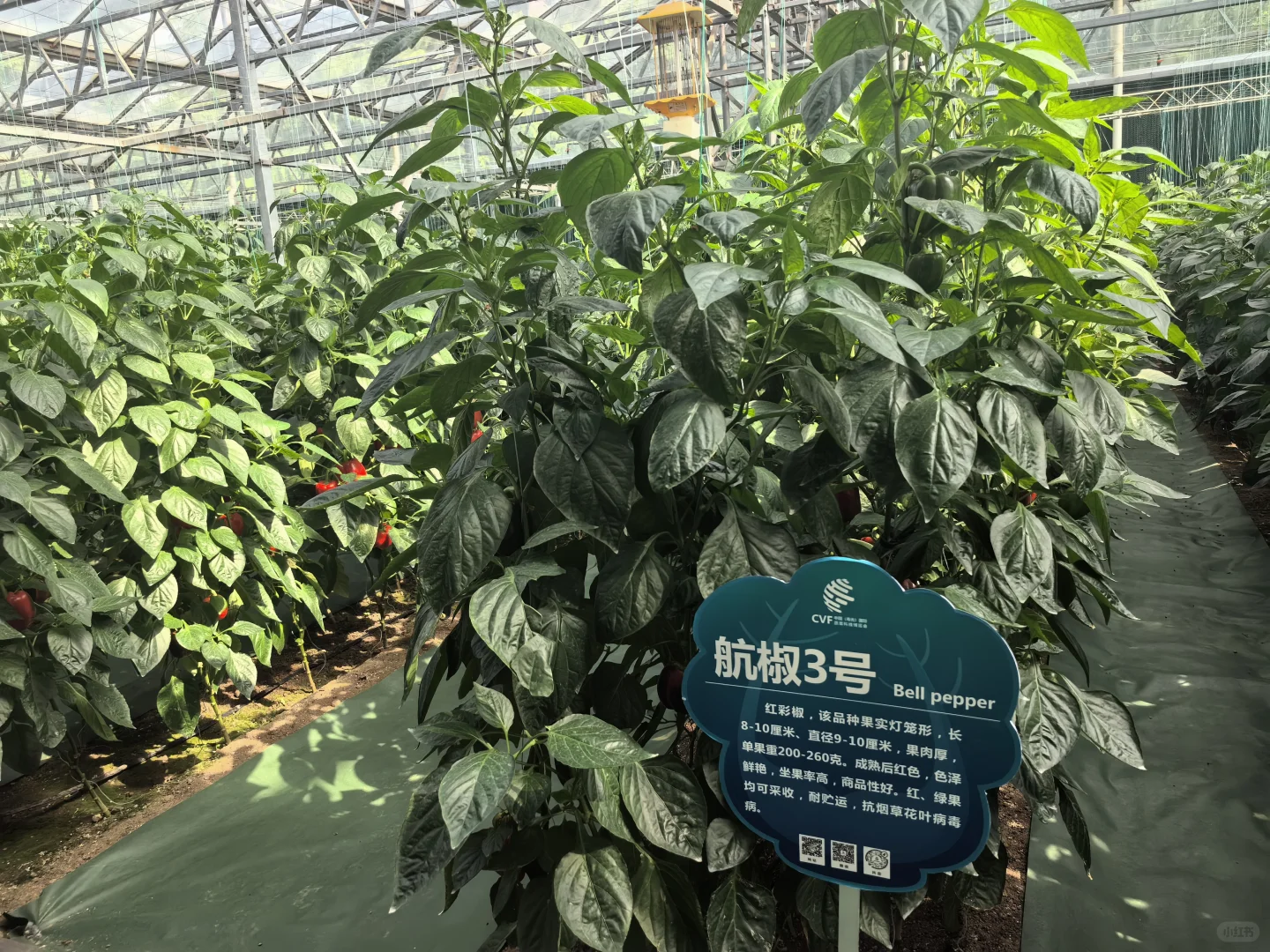 寿光蔬菜博览会值得半日游
