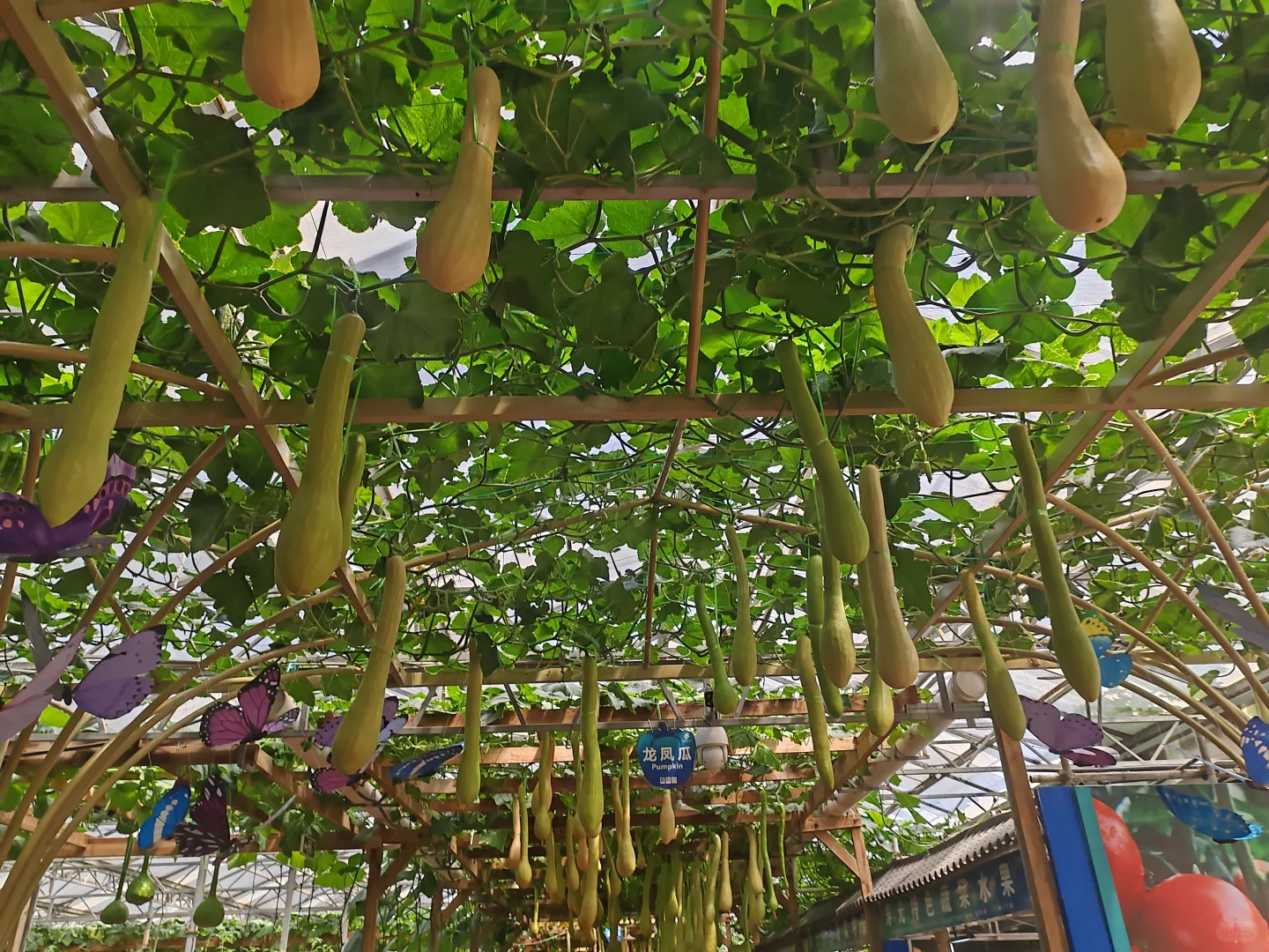 来寿光一定不要错过这里