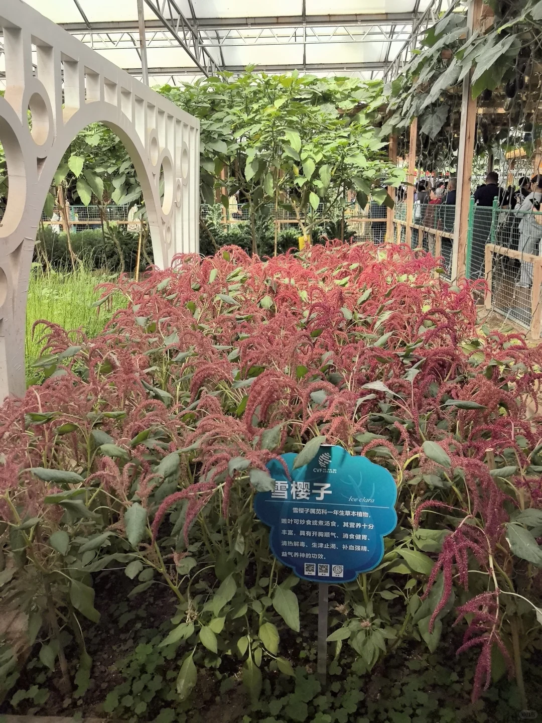 寿光蔬菜博览会值得半日游