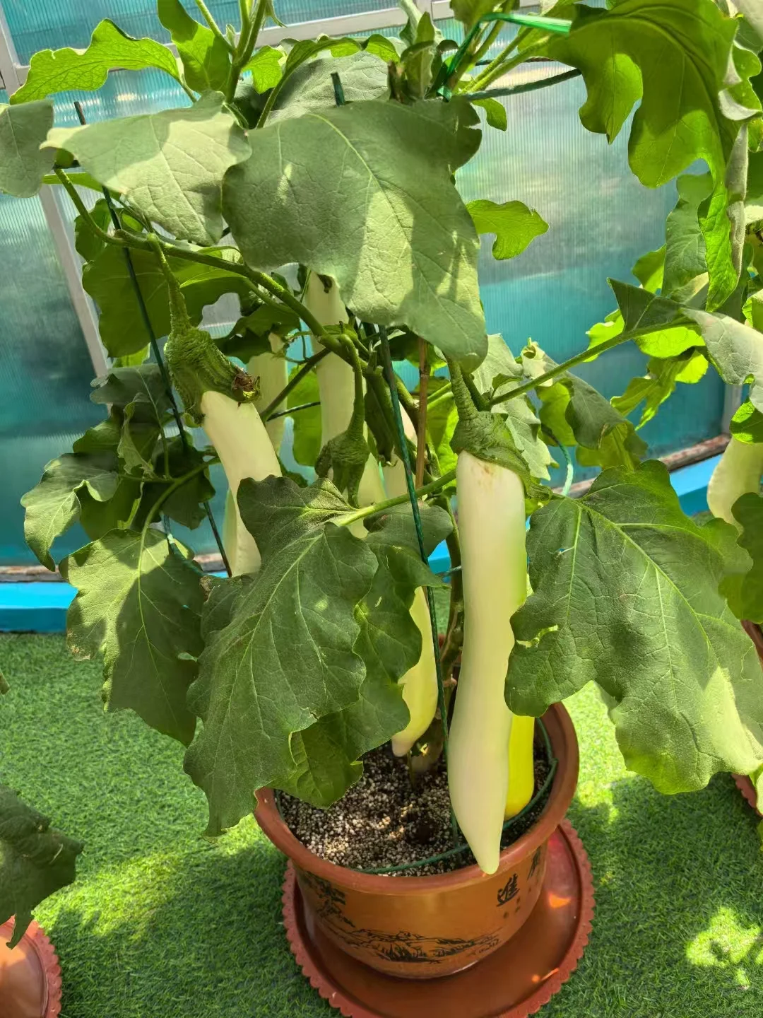 来寿光一定不要错过这里