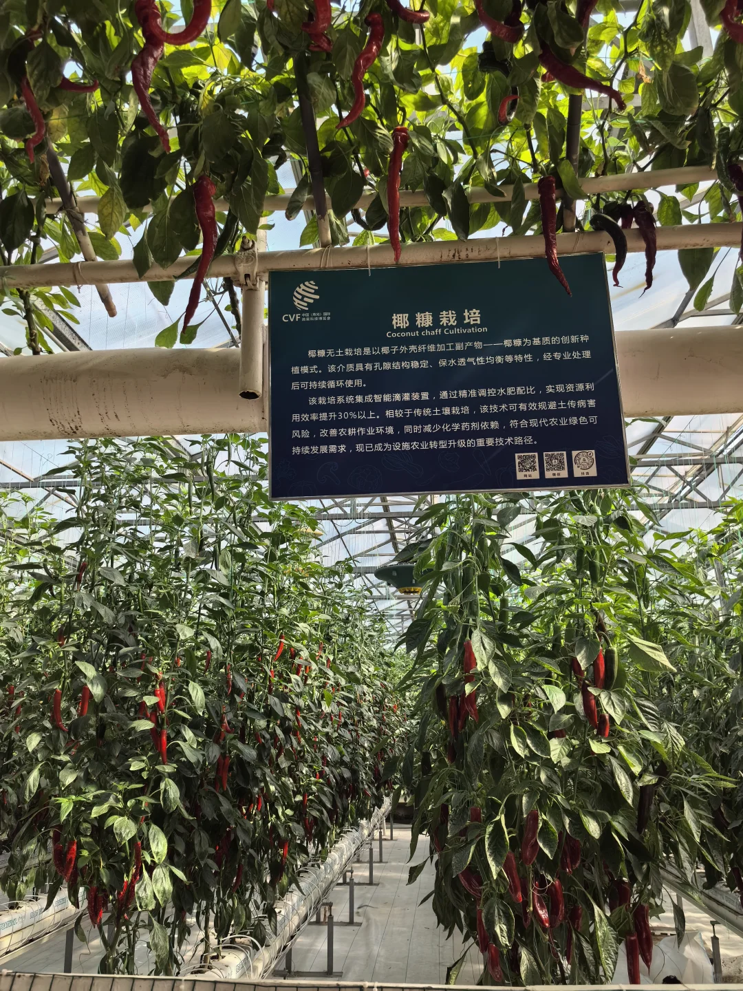 寿光蔬菜博览会值得半日游